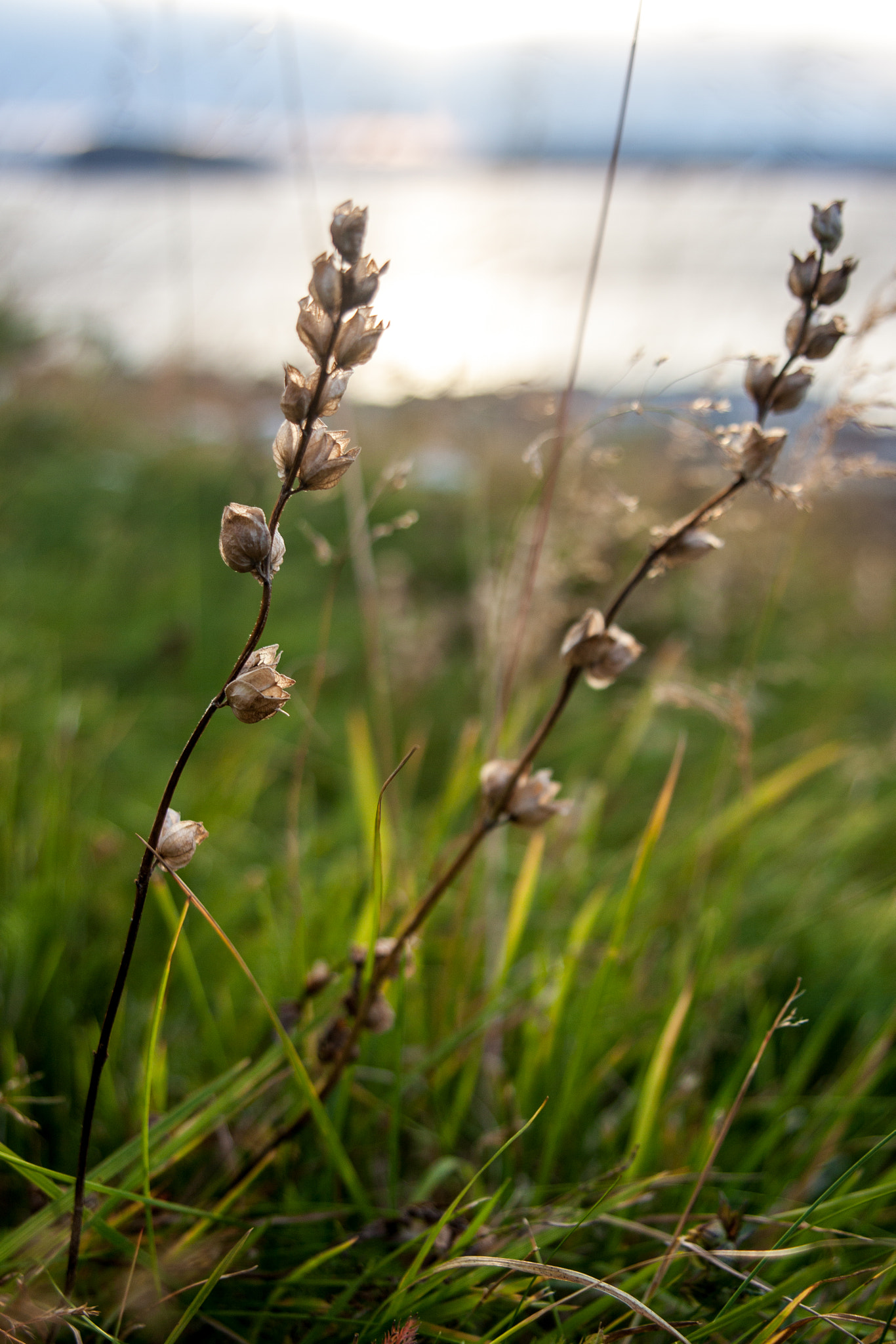 Canon EOS 50D + Sigma 24-70mm F2.8 EX DG Macro sample photo. Companions photography