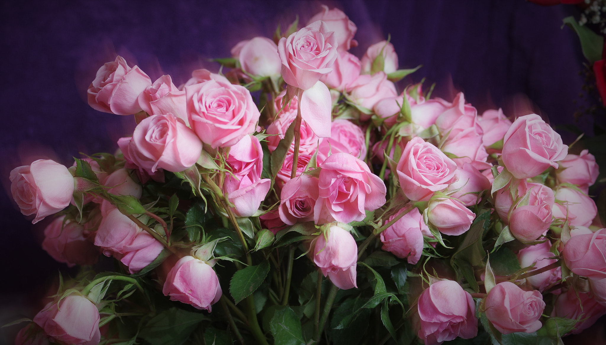 Pentax K-3 sample photo. Pink rose. photography