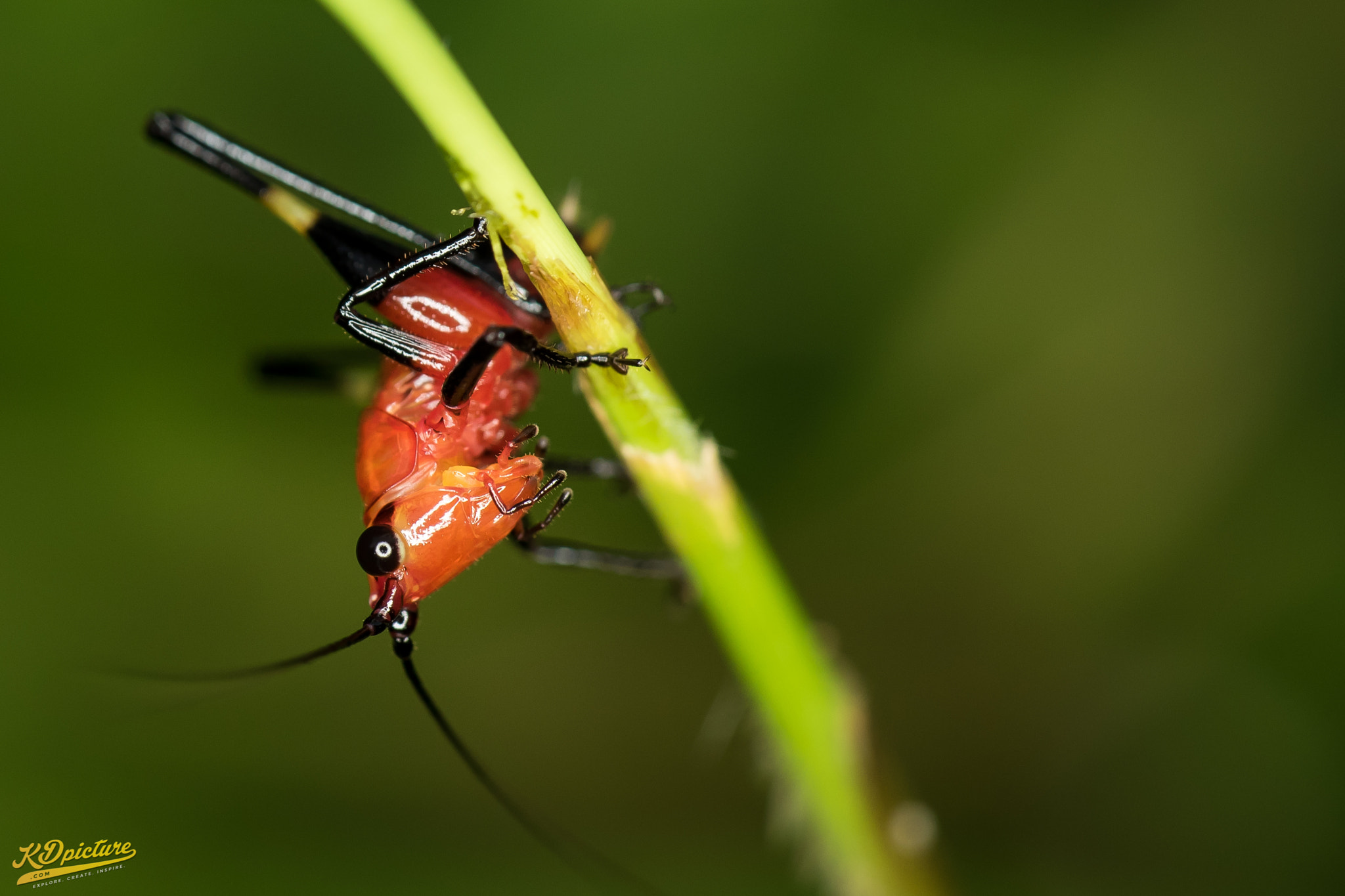 Nikon D750 + AF Nikkor 85mm f/1.8 sample photo. K macro b photography