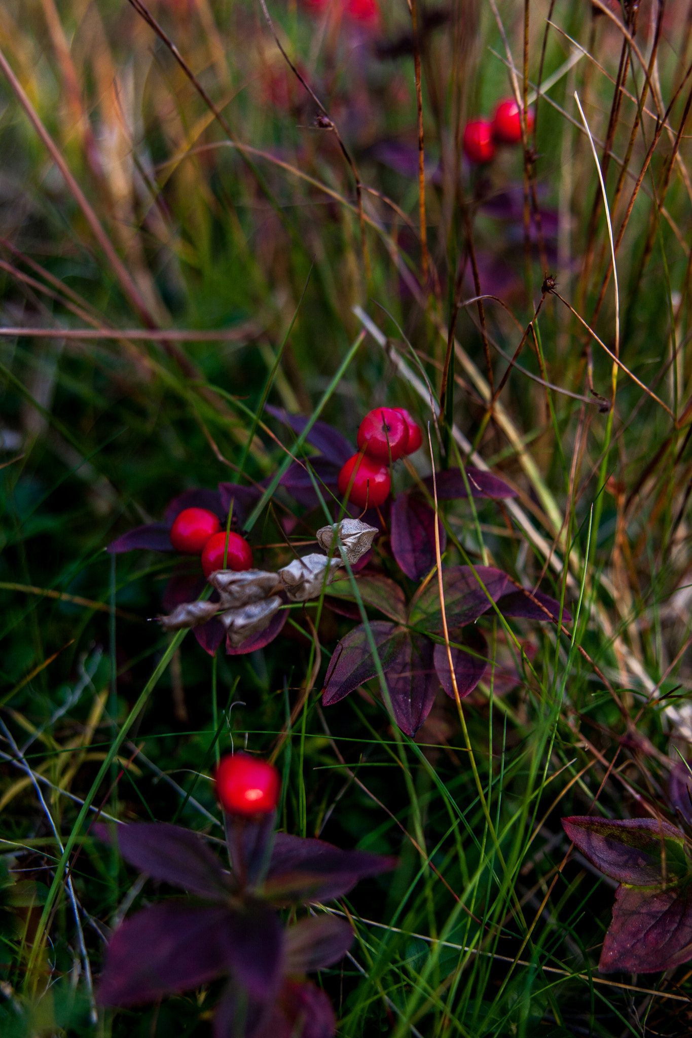 Canon EOS 50D + Sigma 24-70mm F2.8 EX DG Macro sample photo. Arctic berries photography