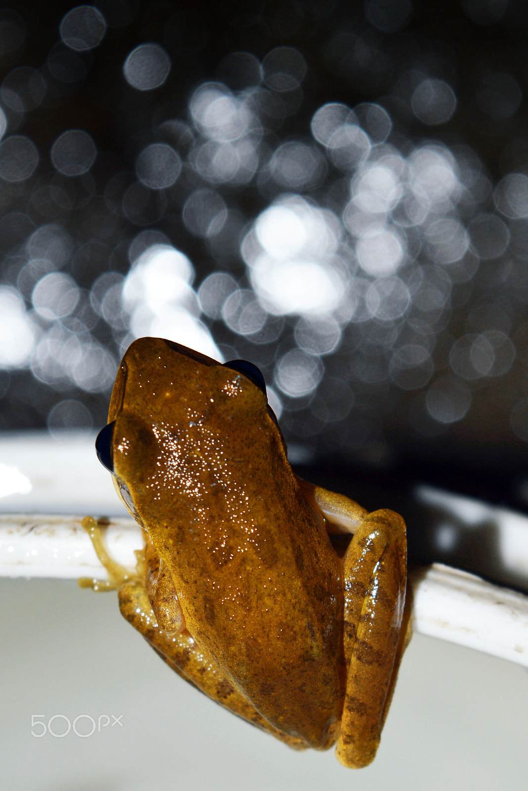 Nikon D3200 + PC Micro-Nikkor 85mm f/2.8D sample photo. Frog at night photography