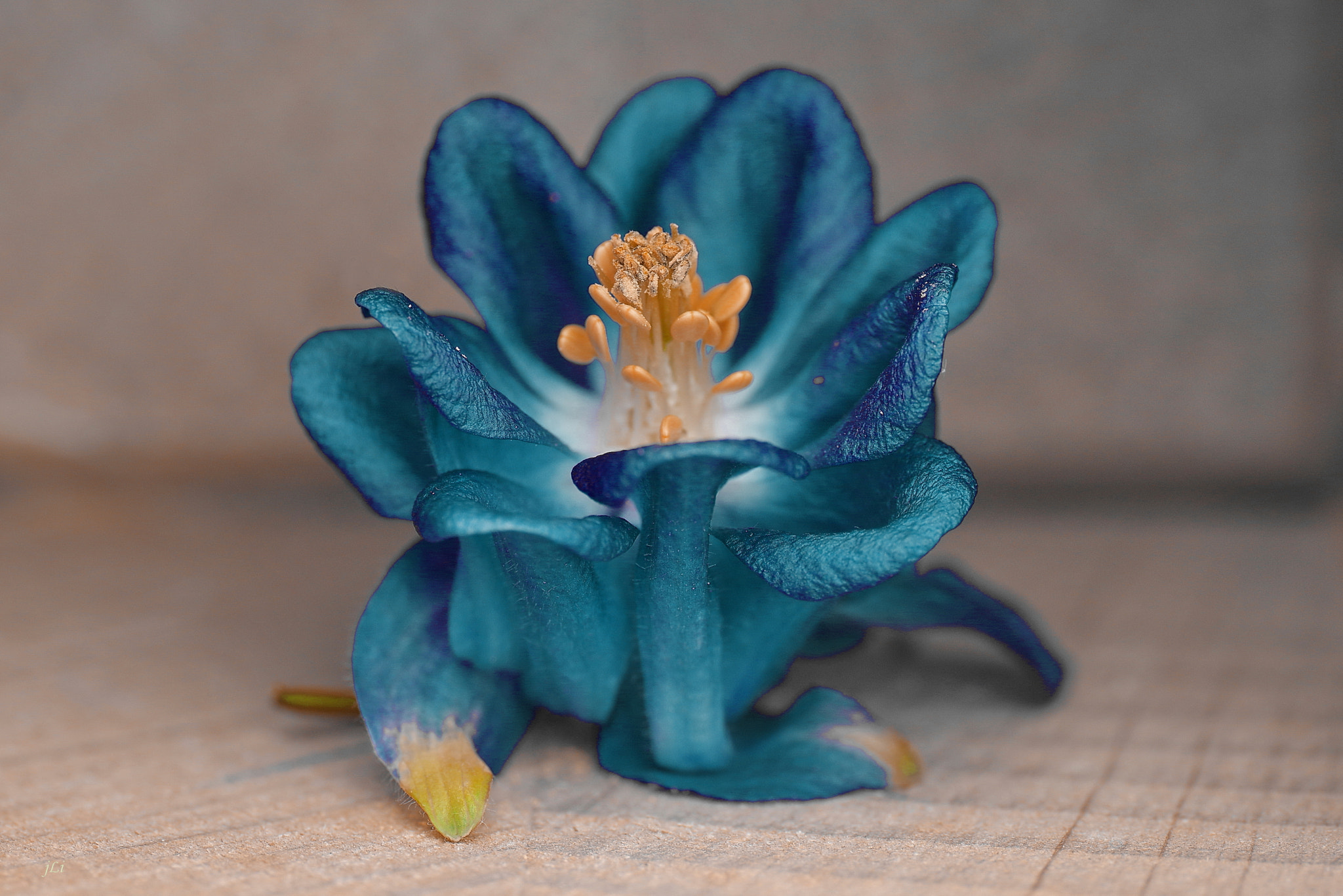 Pentax K-3 + Tamron SP AF 90mm F2.8 Di Macro sample photo. The poetry of nature xiii ;) photography