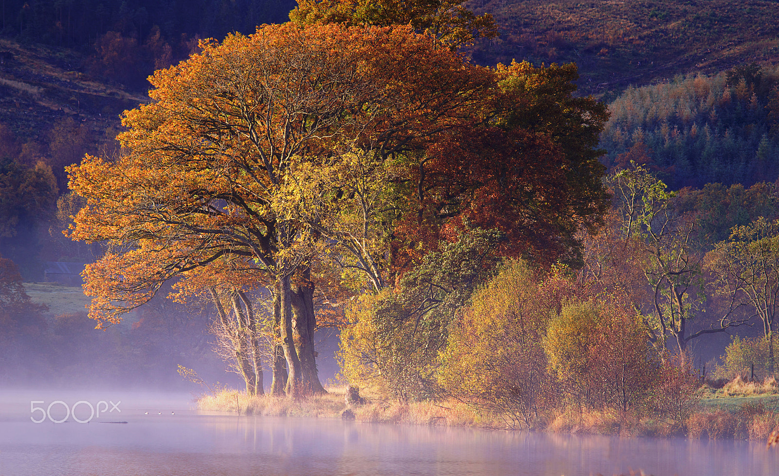 Sony ILCA-77M2 sample photo. Autumn trees photography