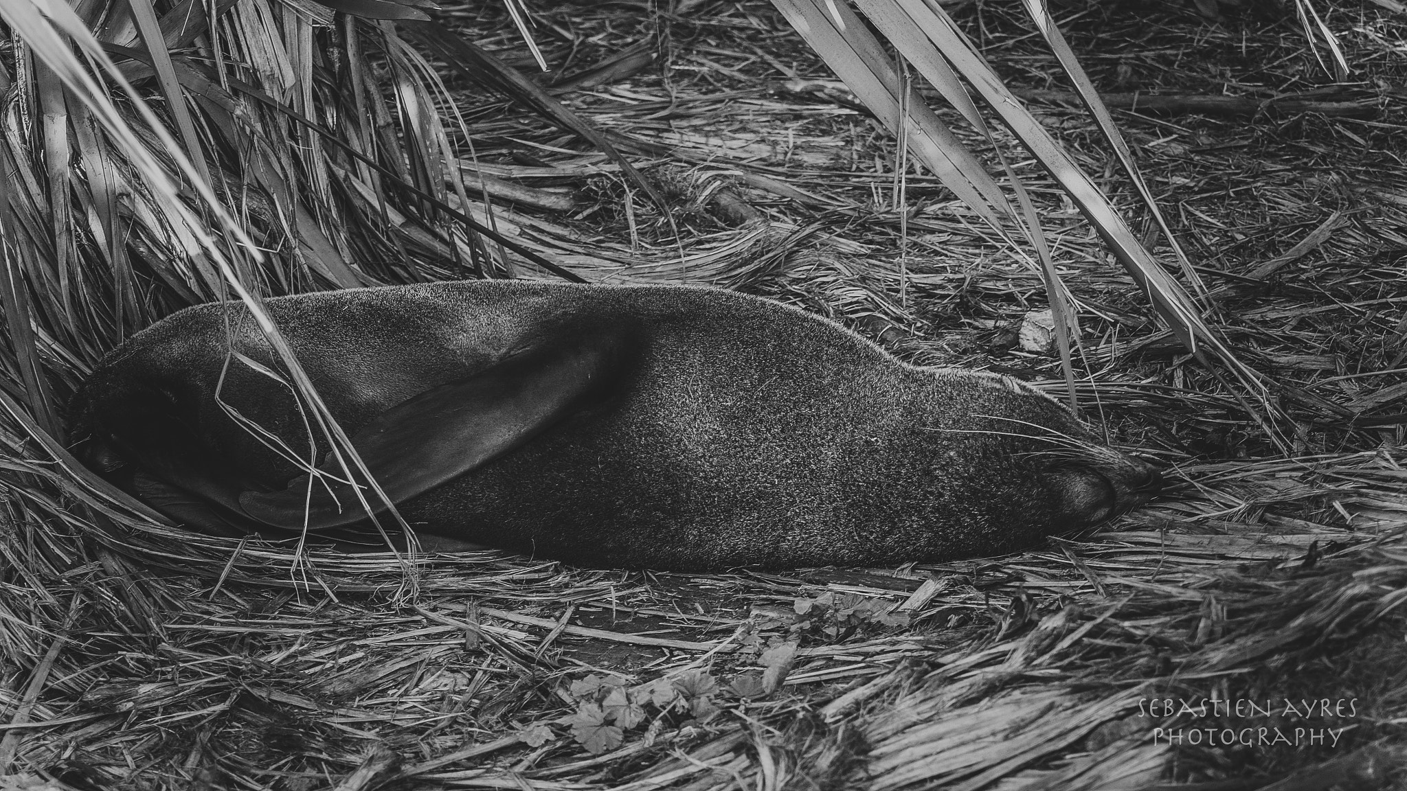 Tamron AF 70-300mm F4-5.6 Di LD Macro sample photo. Afternoon nap 2 photography