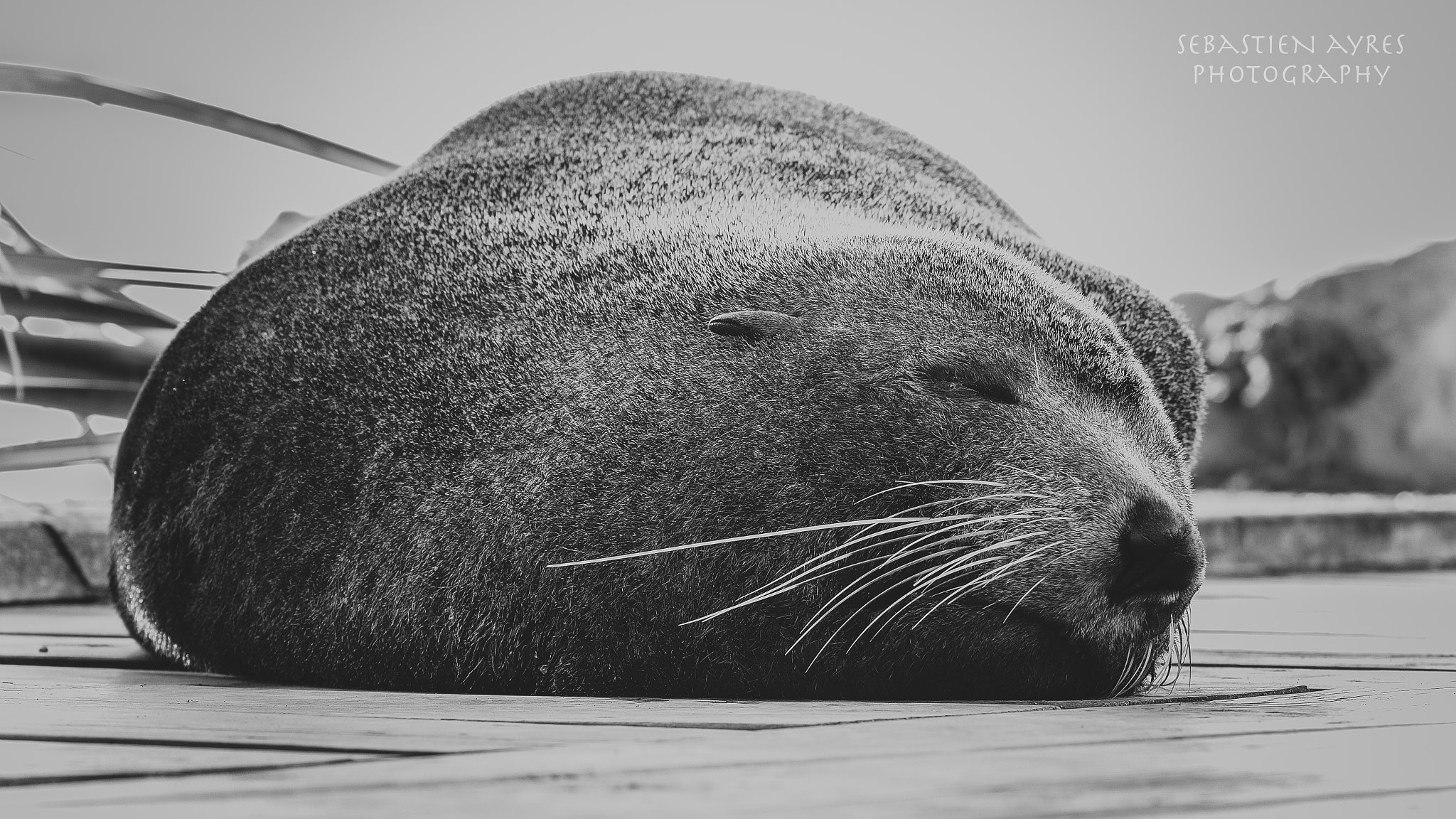 Tamron AF 70-300mm F4-5.6 Di LD Macro sample photo. Afternoon nap 1 photography