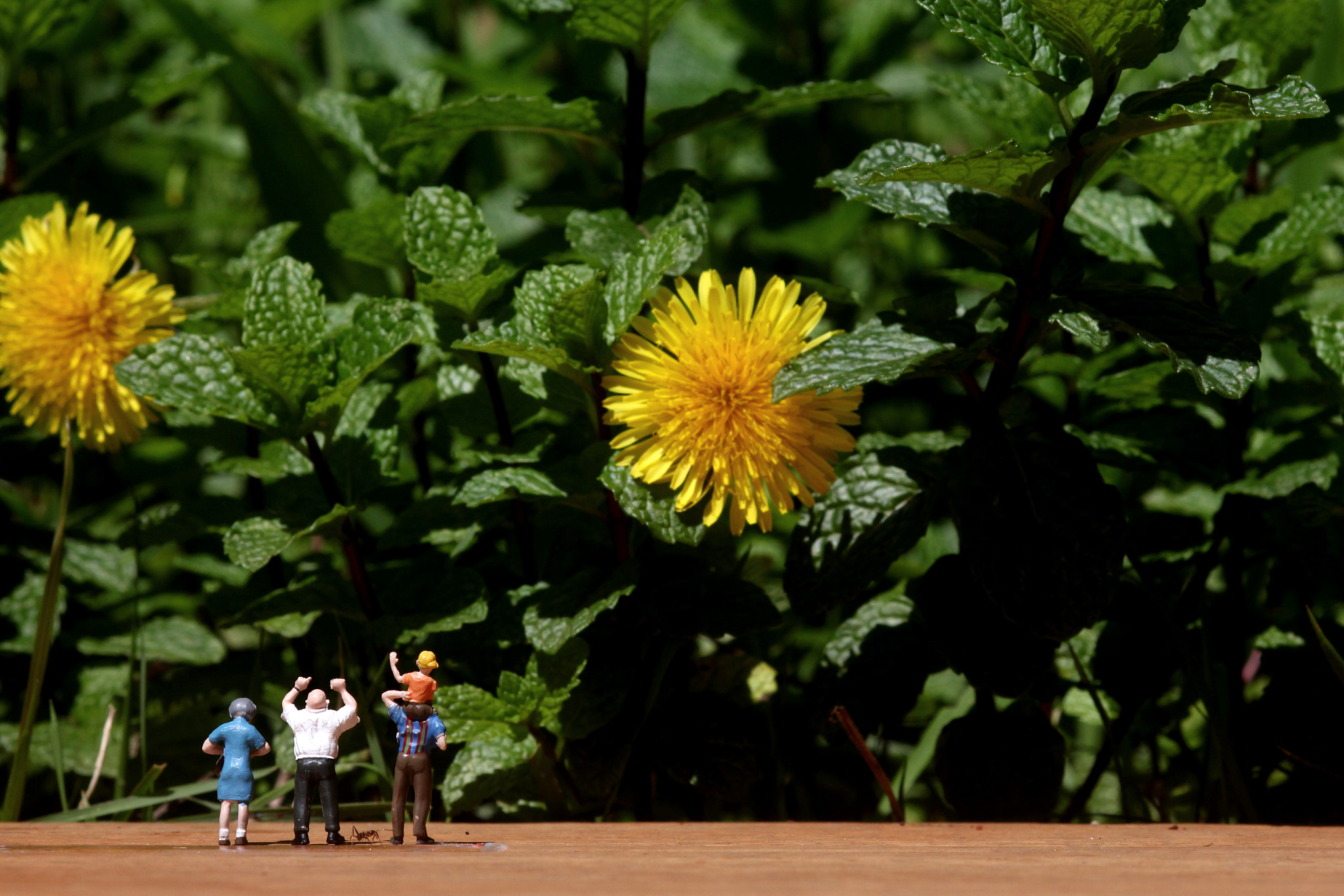 Canon EOS 550D (EOS Rebel T2i / EOS Kiss X4) + Canon EF 100mm F2.8 Macro USM sample photo. Mini family in mint forest (whit ant) photography