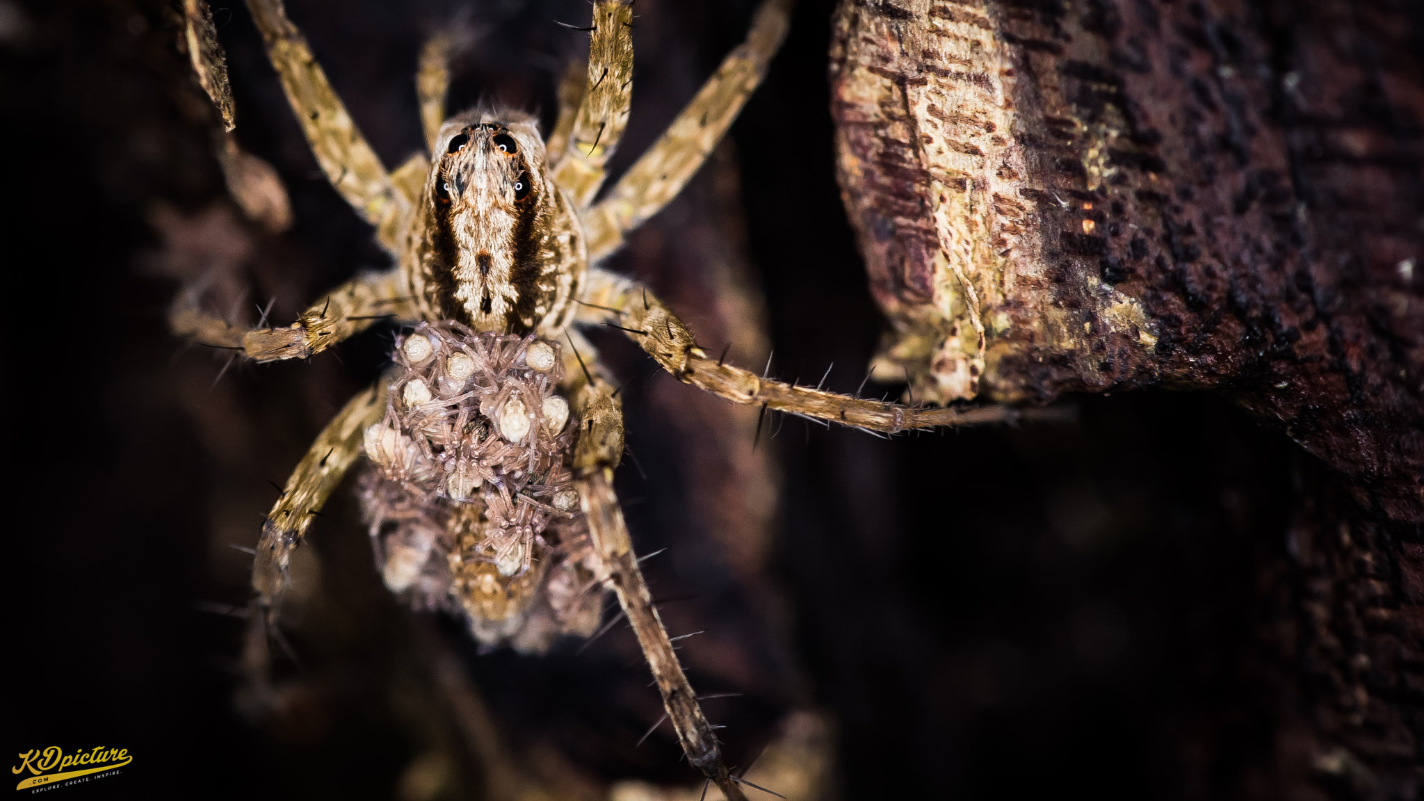 Nikon D750 + AF Nikkor 85mm f/1.8 sample photo. K macro b photography