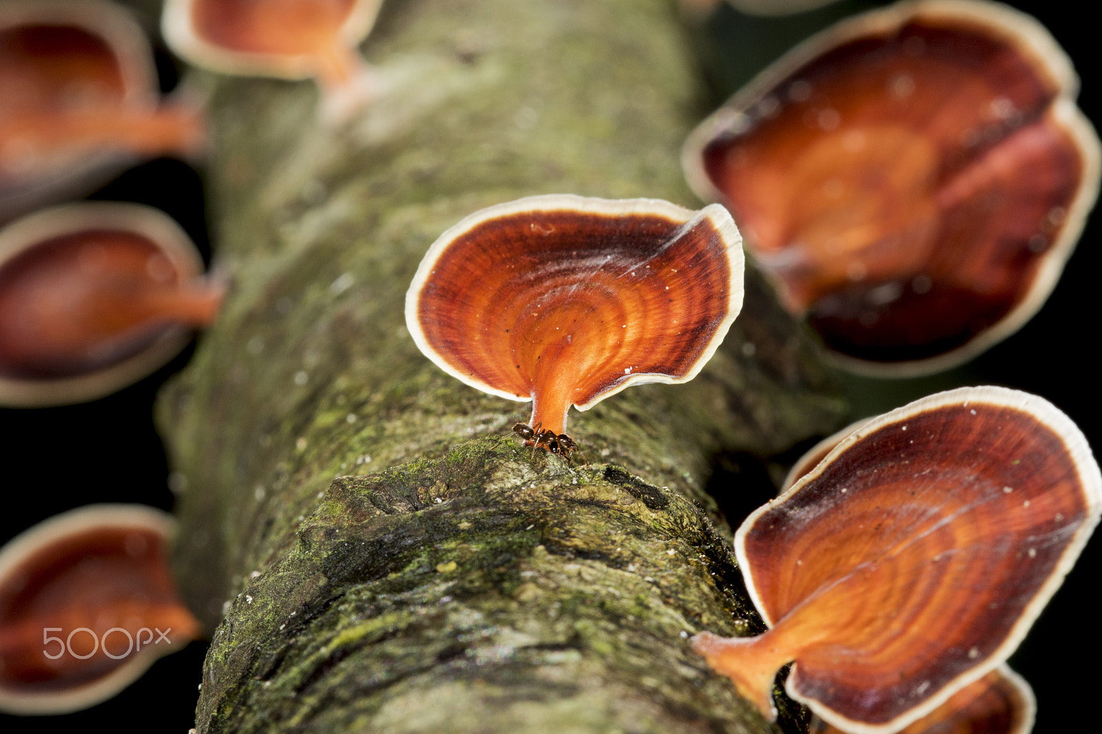 Canon EF 180mm F3.5L Macro USM sample photo. Fungus photography