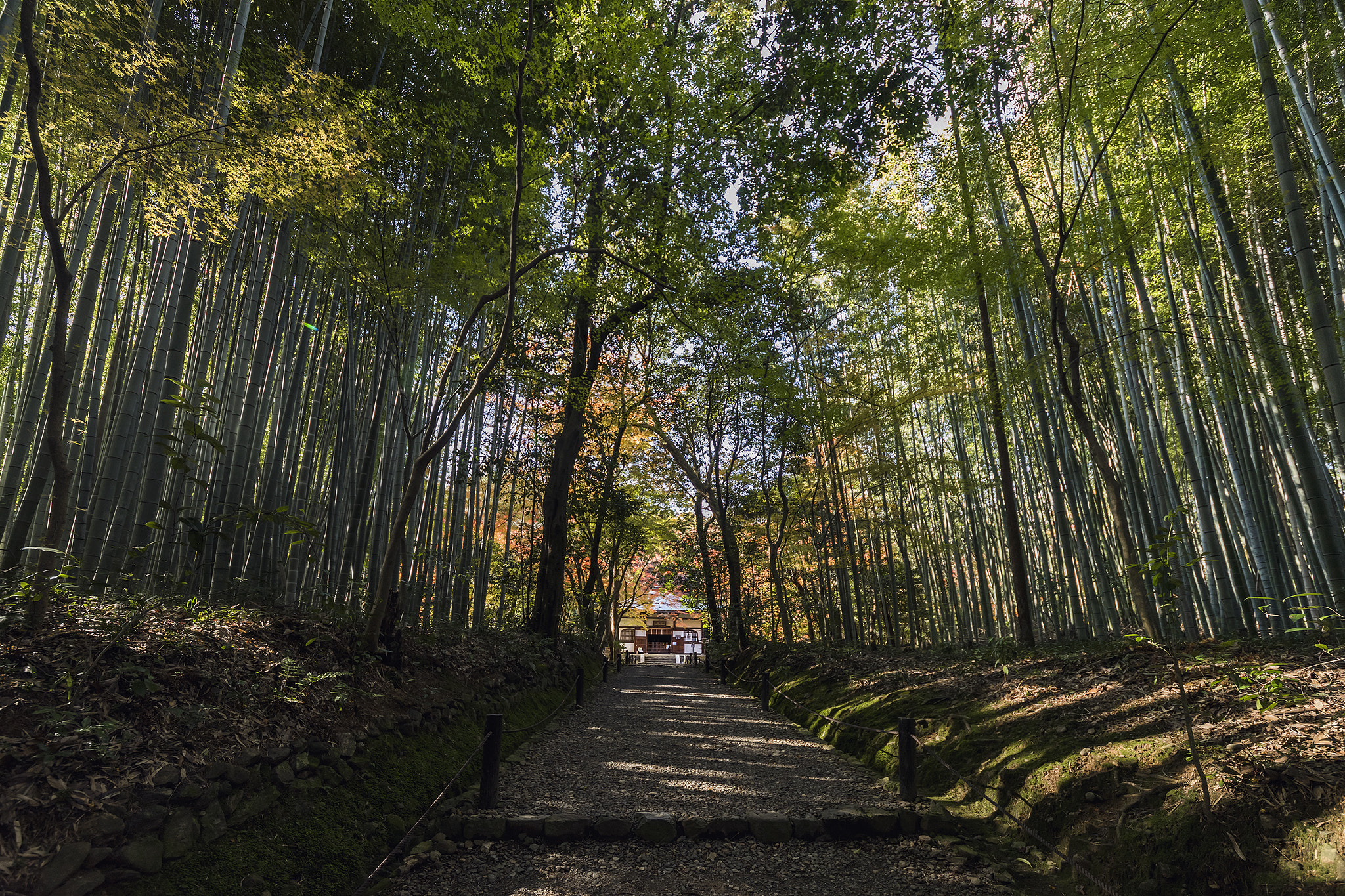 Sigma 12-24mm F4.5-5.6 II DG HSM sample photo. The bamboo tunnel photography