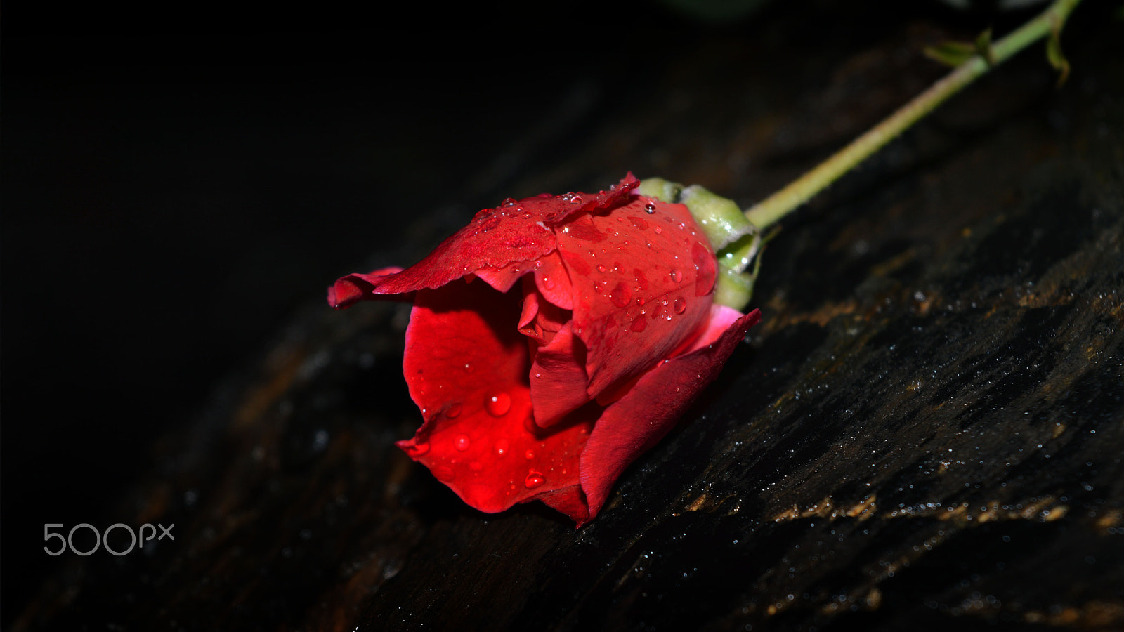 Nikon D3200 sample photo. Red rose photography