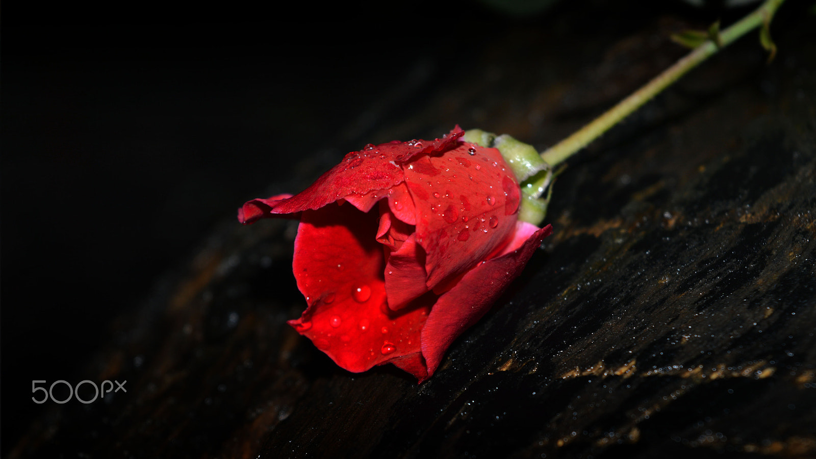 Nikon D3200 + Nikkor 45mm f/2.8 P sample photo. Red rose photography