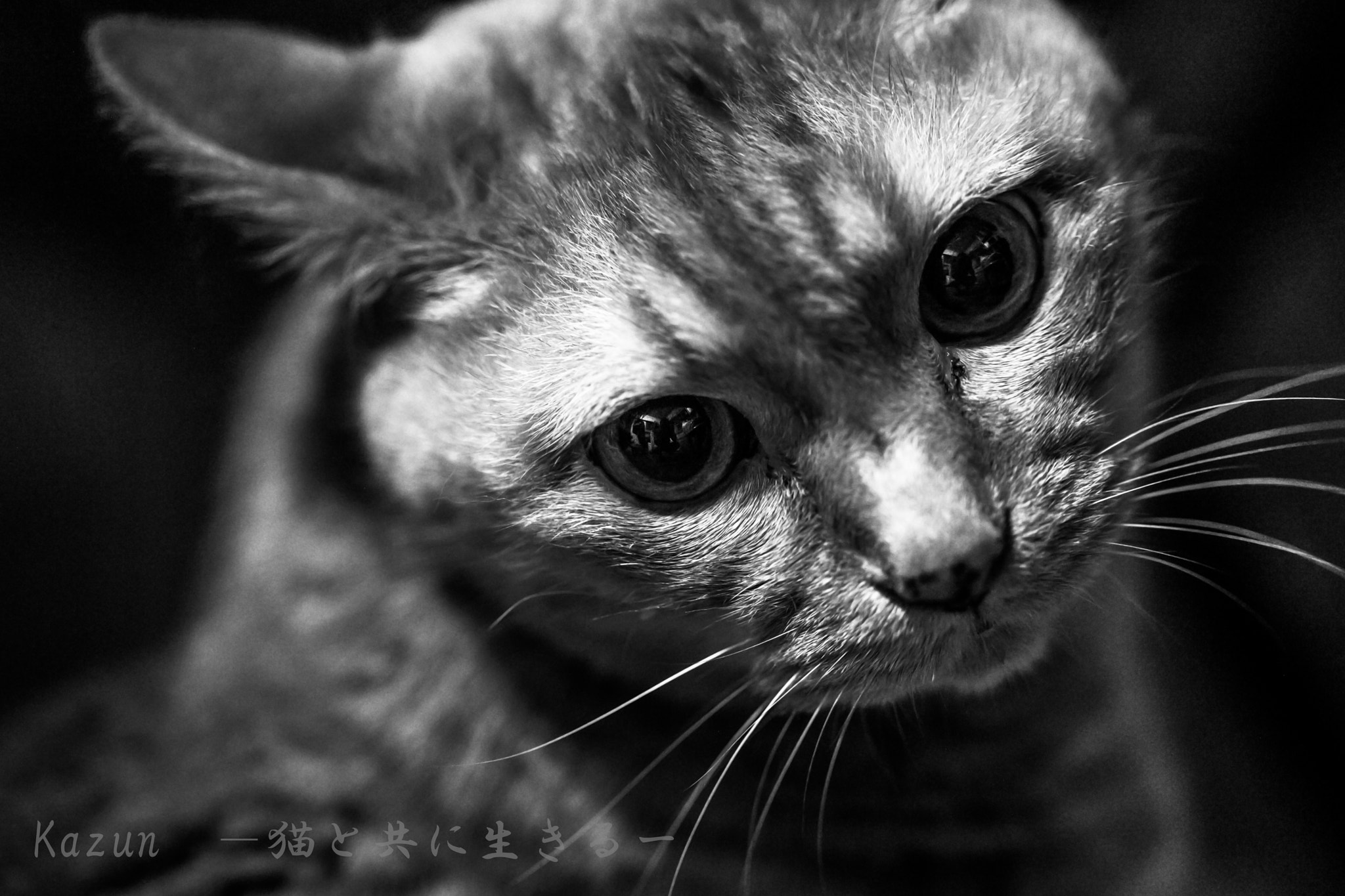 Canon EF 100mm F2.8L Macro IS USM sample photo. My lovey cat! photography
