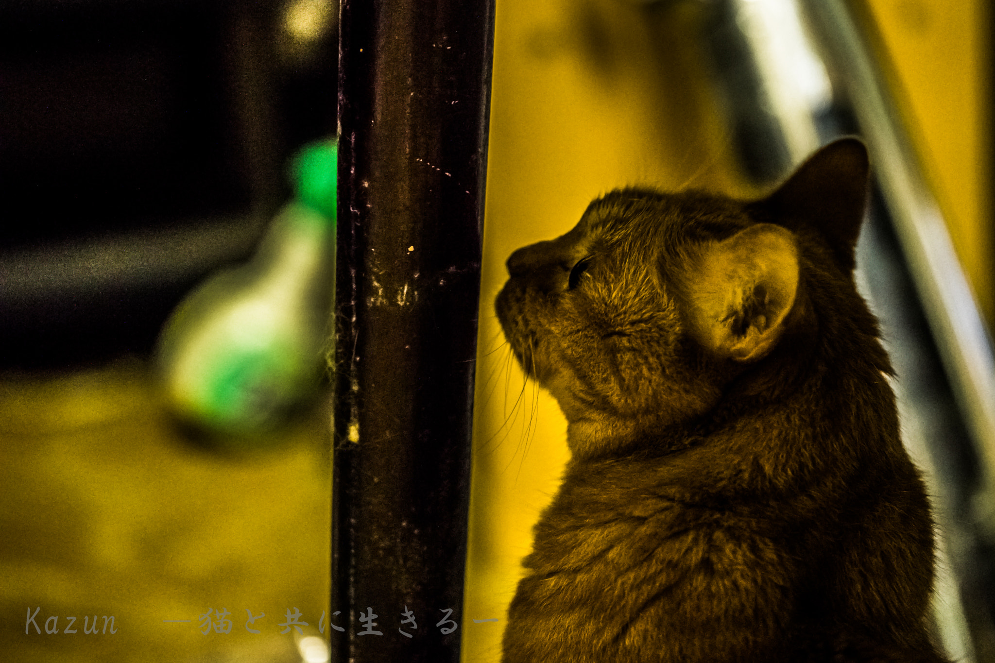 Canon EF 100mm F2.8L Macro IS USM sample photo. He thinks him brother photography