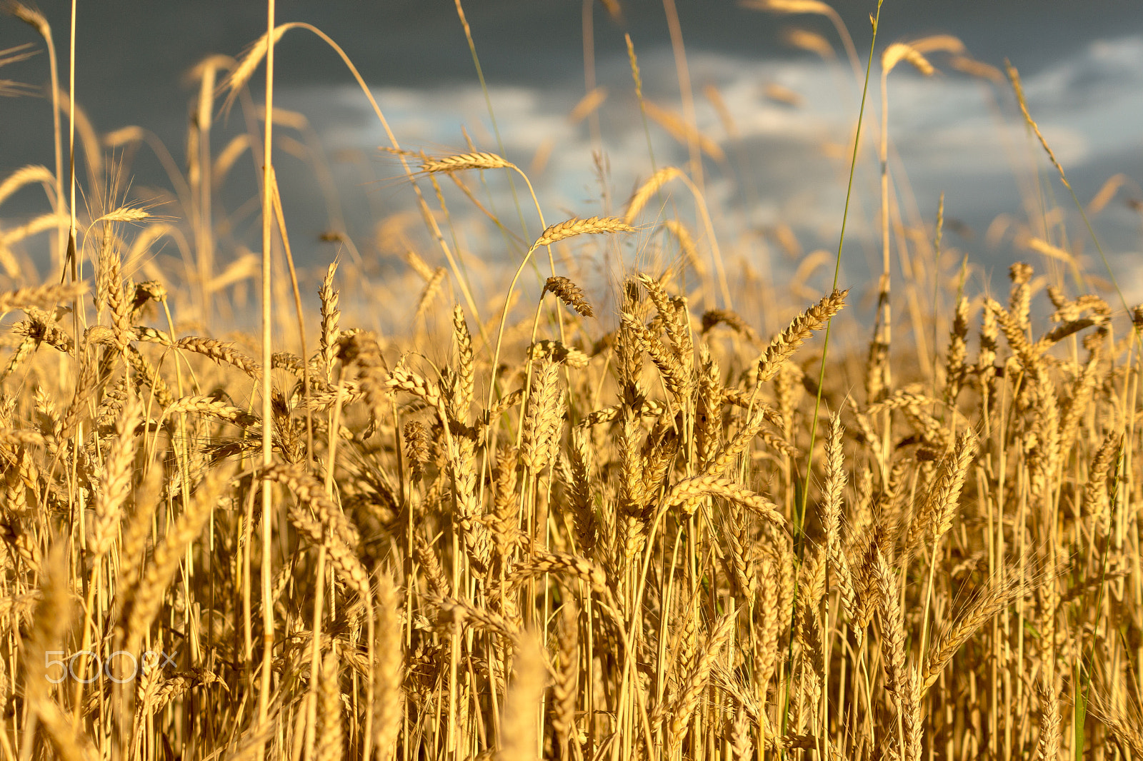 Sony DT 55-200mm F4-5.6 SAM sample photo. Rye field photography