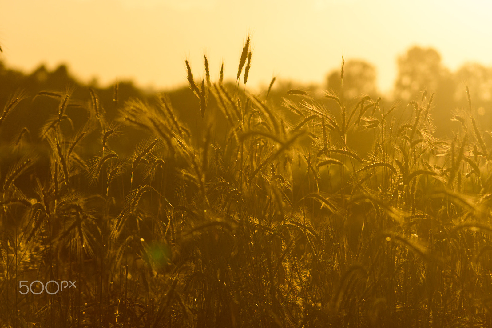 Sony DT 55-200mm F4-5.6 SAM sample photo. Nature photography
