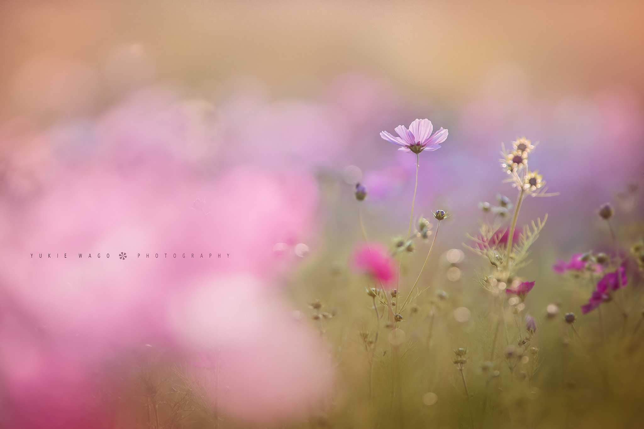 Canon EF 300mm f/2.8L + 1.4x sample photo. *** photography