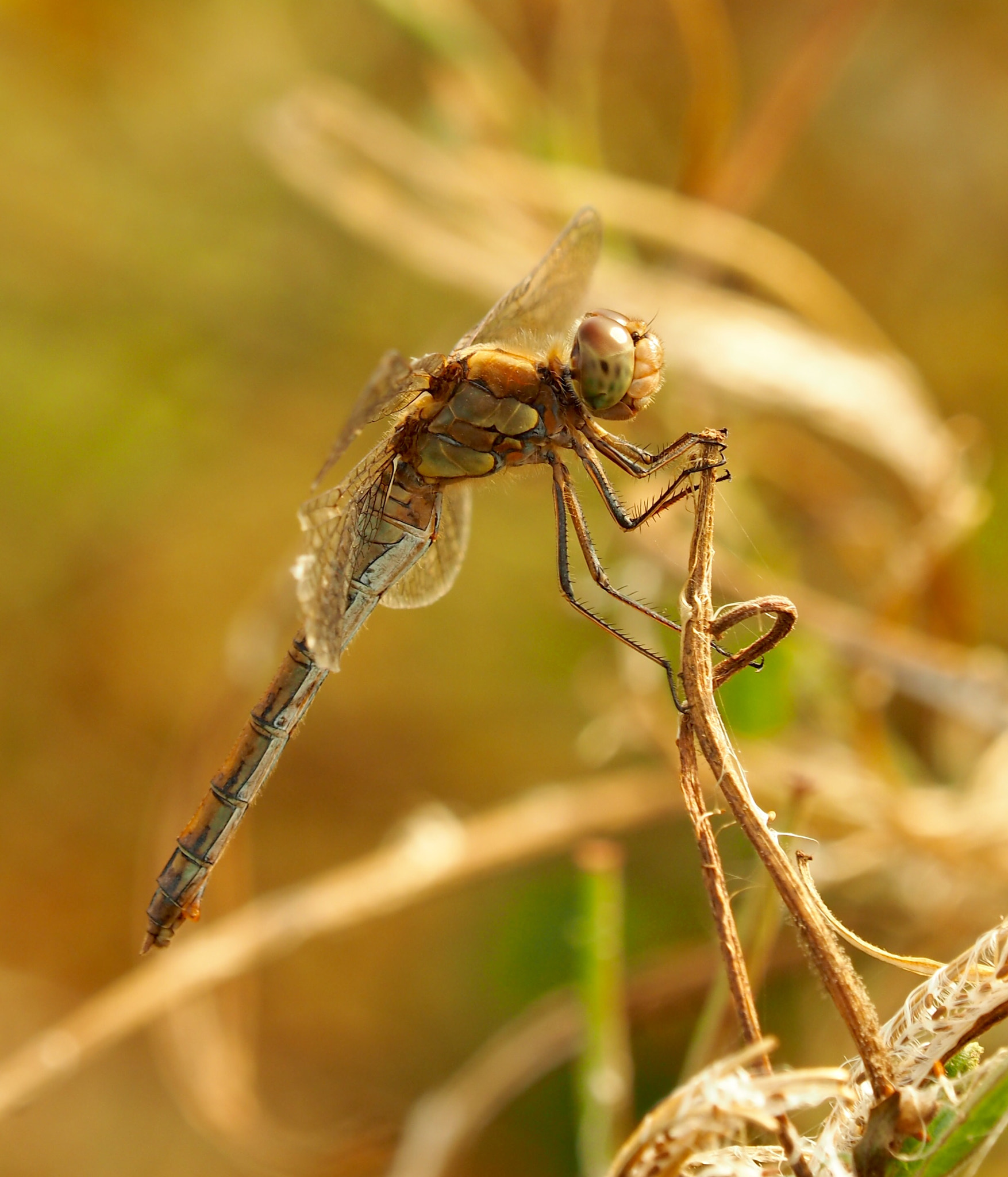 Olympus Zuiko Digital ED 50-200mm F2.8-3.5 SWD sample photo. Dragonfly photography