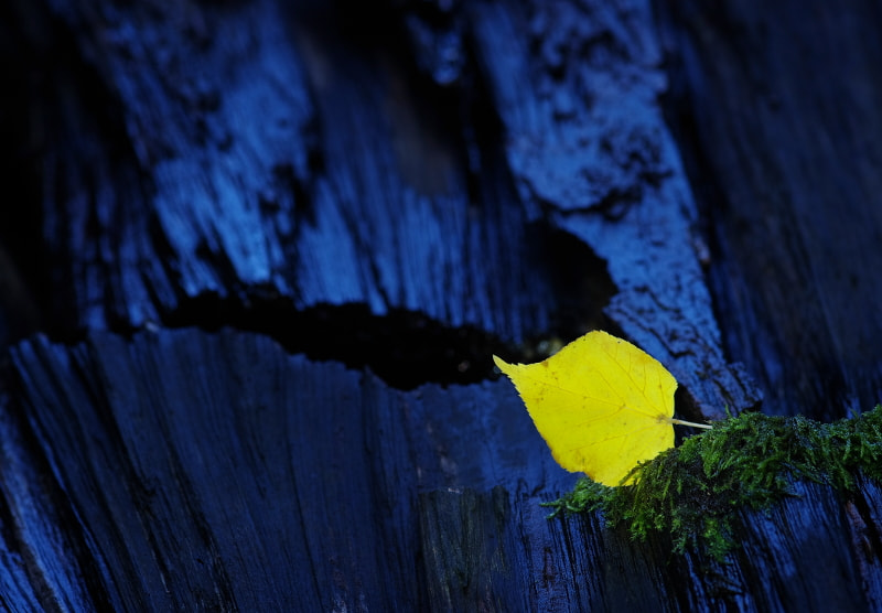 Pentax K-5 II + Sigma sample photo. A leaf photography
