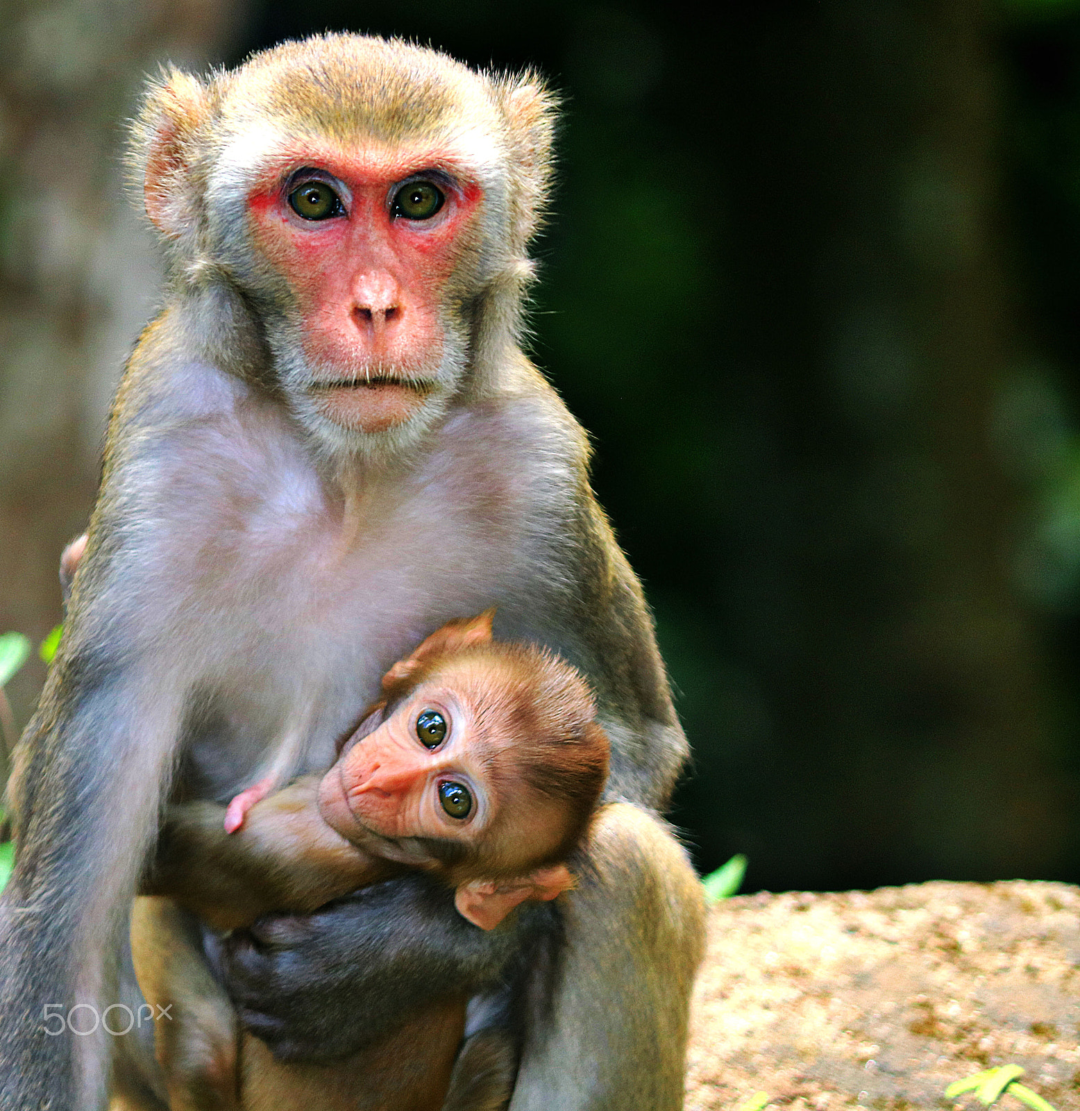 Canon EOS 750D (EOS Rebel T6i / EOS Kiss X8i) sample photo. Worried mother! wild life araku valley india photography