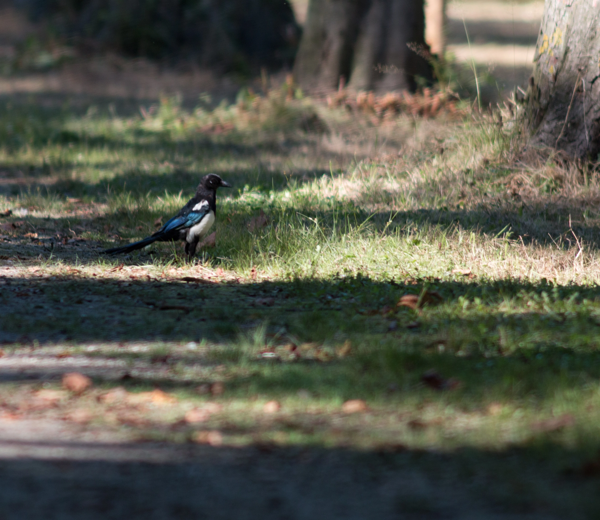 Canon EF 200mm f/2.8L II + 2x sample photo. Magpie photography