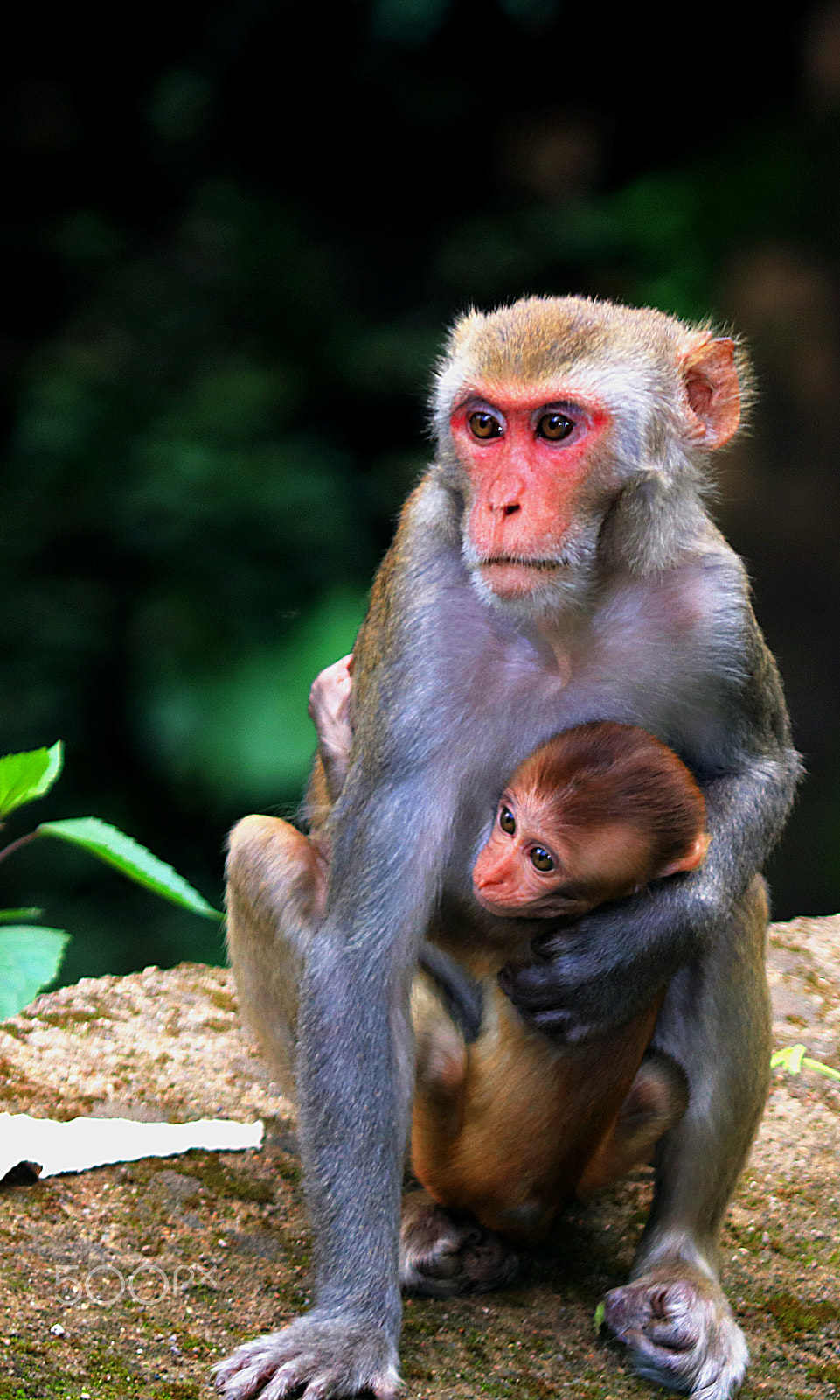 Canon EOS 750D (EOS Rebel T6i / EOS Kiss X8i) sample photo. Mother's protection! wild life araku valley india photography