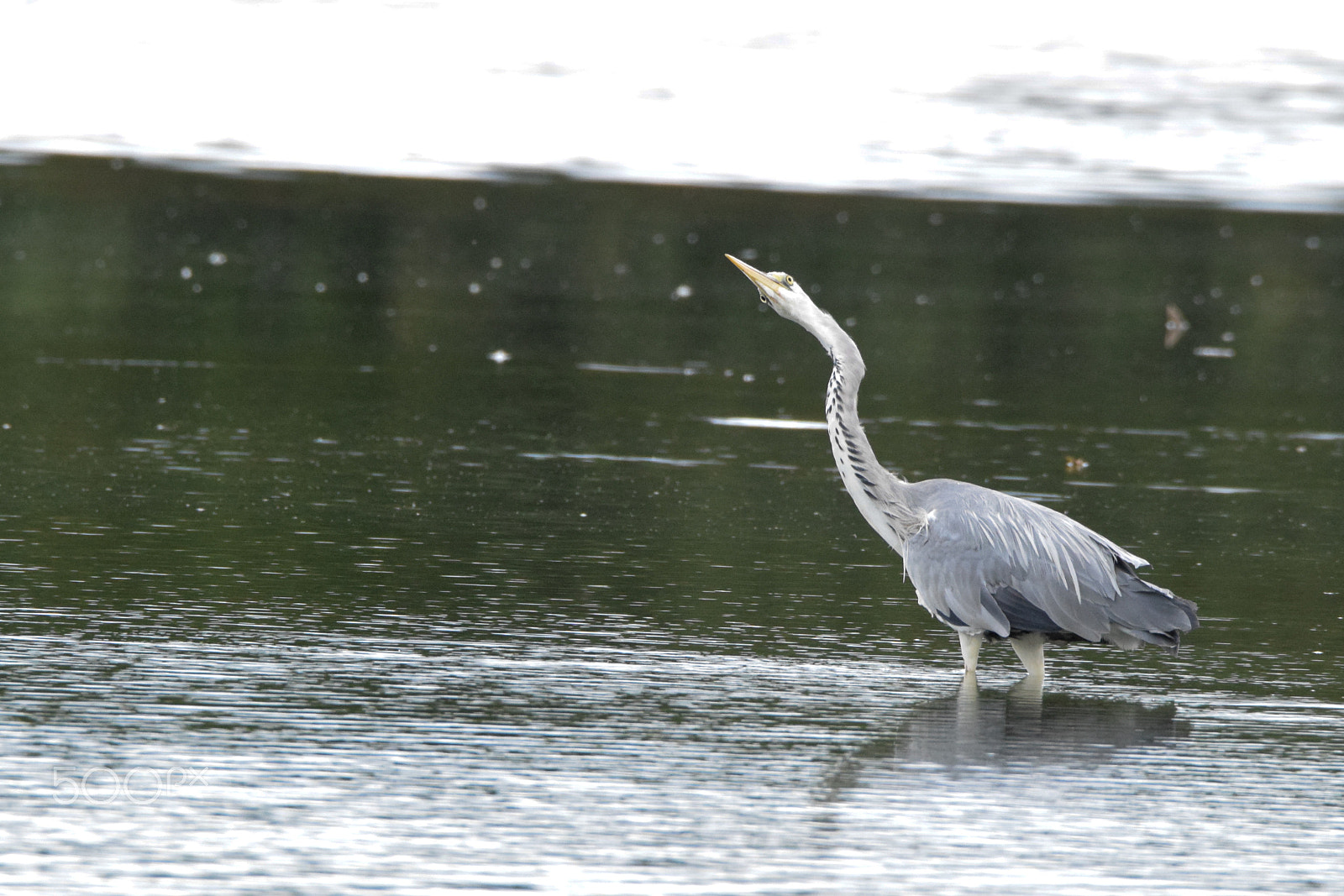 Tamron SP 150-600mm F5-6.3 Di VC USD sample photo. Heron bird looking at you photography