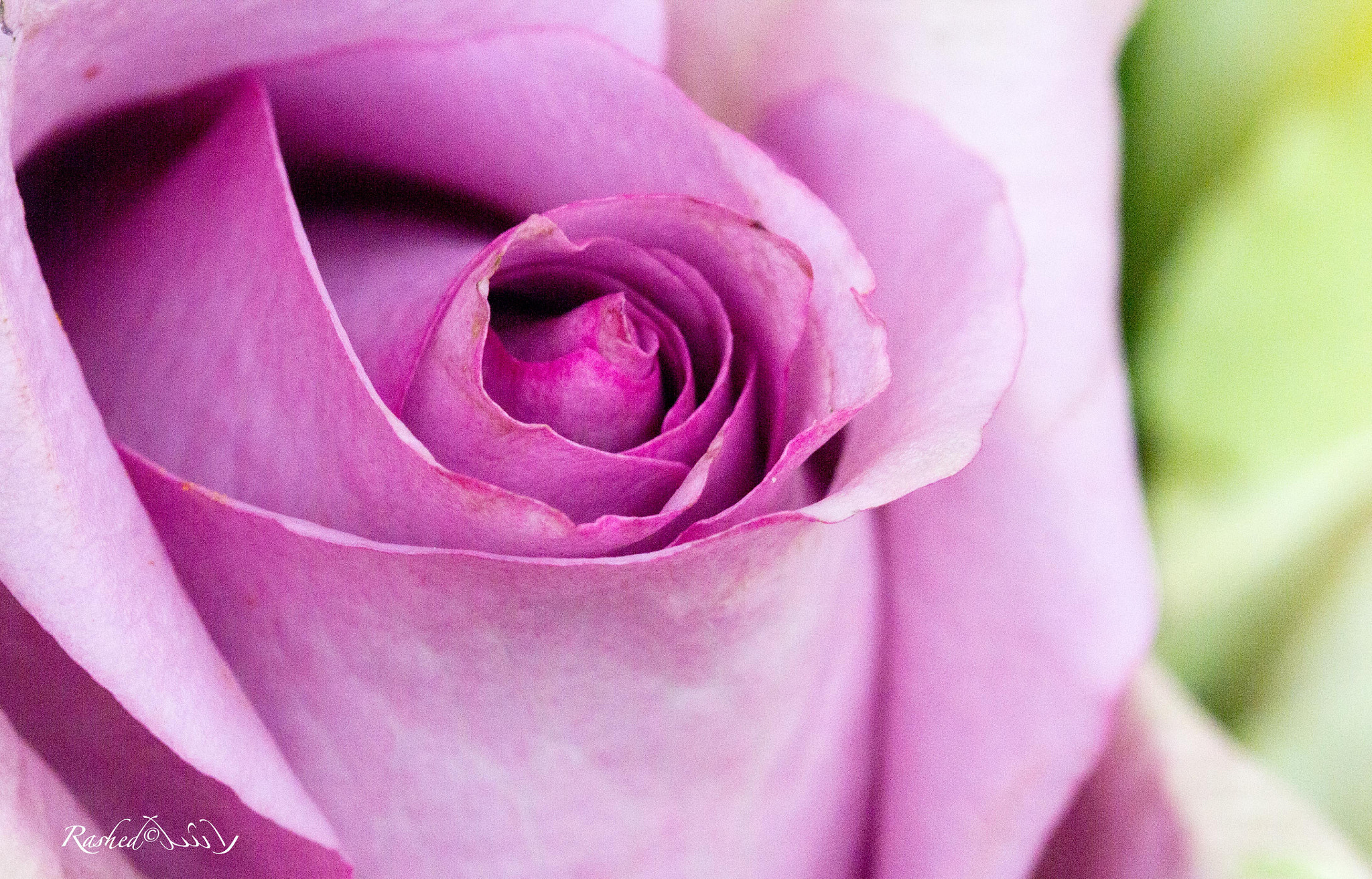 Canon EF 100mm F2.8 Macro USM sample photo