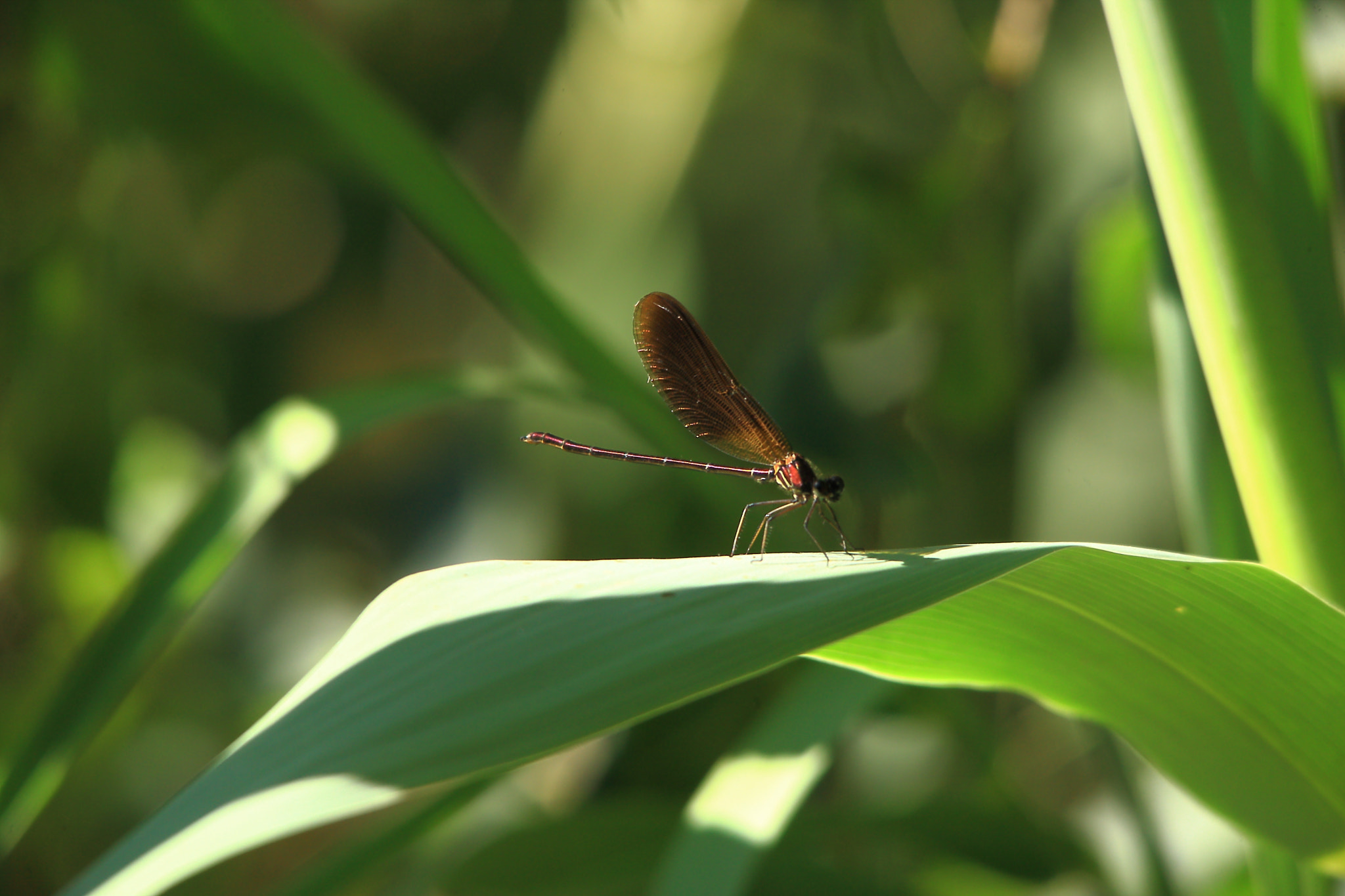 Canon EOS-1Ds Mark III + Sigma 150-600mm F5-6.3 DG OS HSM | S sample photo. Dragonfly photography
