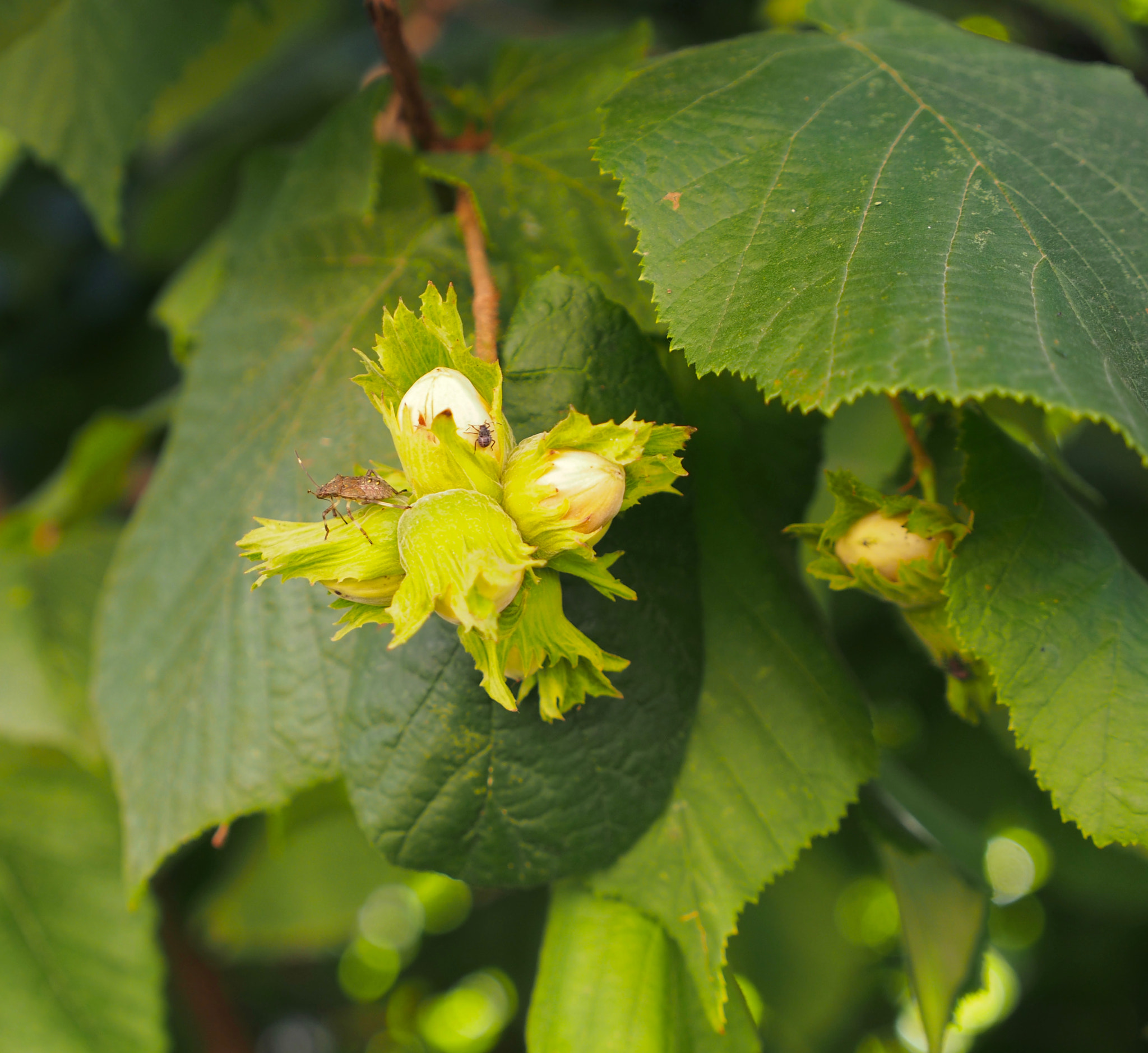 Panasonic Lumix G X Vario 12-35mm F2.8 ASPH Power OIS sample photo. Piedmont's hazelnuts. photography