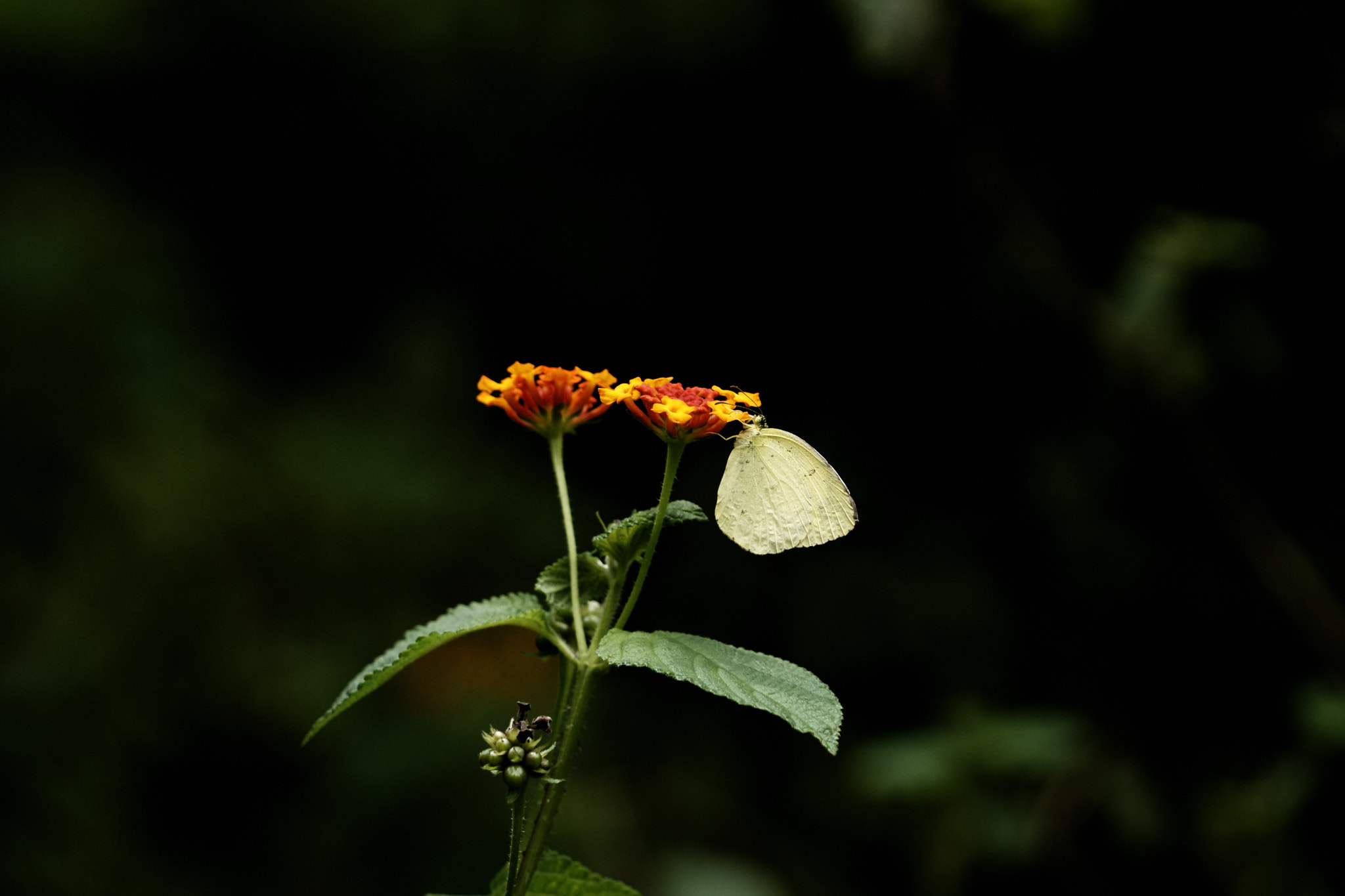 Sony FE 24-240mm F3.5-6.3 OSS sample photo. Butterfly on flower photography