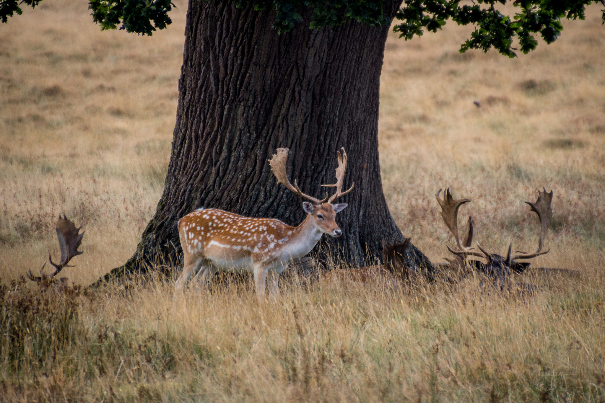 Canon EOS 100D (EOS Rebel SL1 / EOS Kiss X7) sample photo. Deer photography