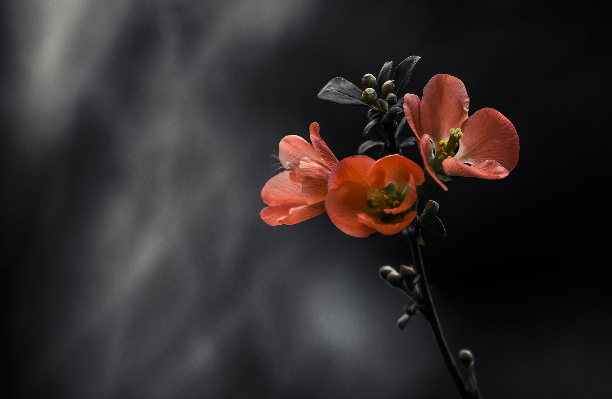 Canon EF 35-80mm f/4-5.6 sample photo. Chaenomeles japonica photography
