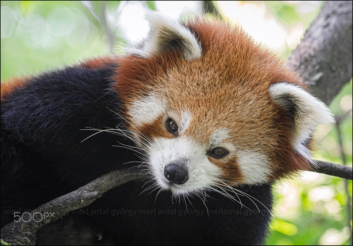 Pentax K-x + Sigma sample photo. Ailurus fulgens photography