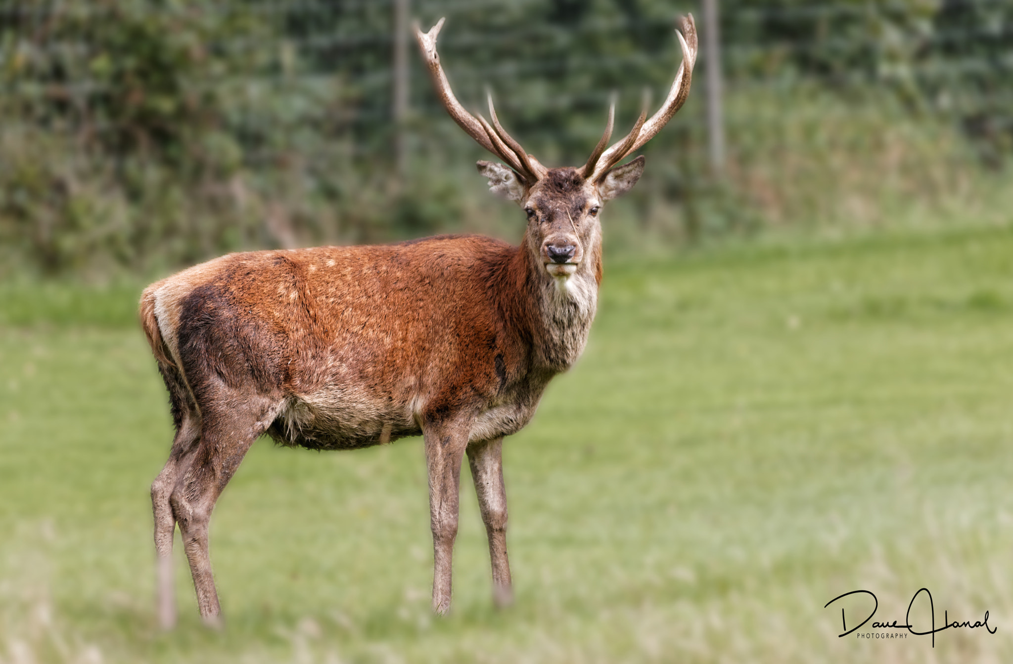 Canon EOS-1Ds Mark III + Sigma 150-500mm F5-6.3 DG OS HSM sample photo. Red deer photography