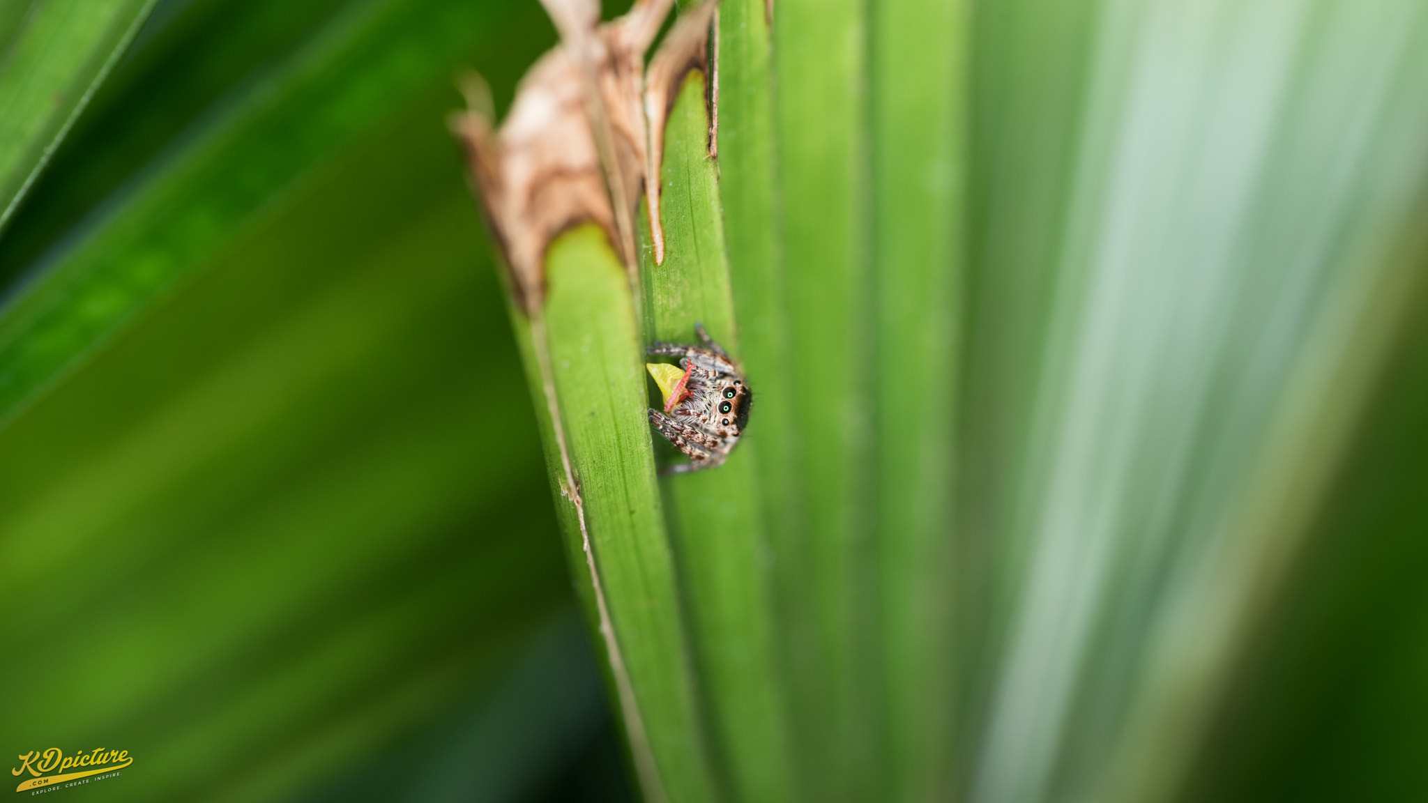 Nikon D750 + AF Nikkor 85mm f/1.8 sample photo. K macro photography