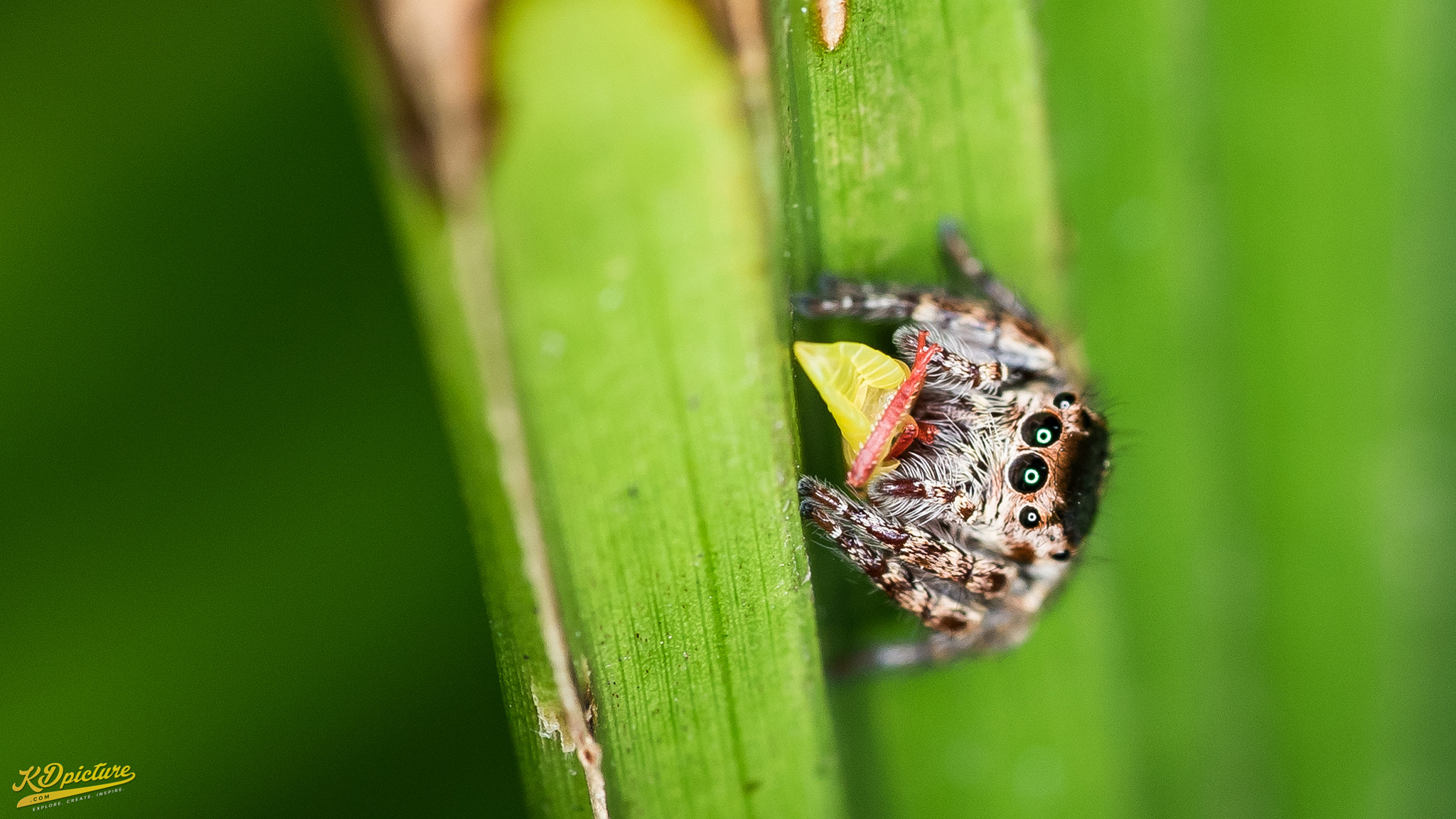 Nikon D750 + AF Nikkor 85mm f/1.8 sample photo. K macro photography