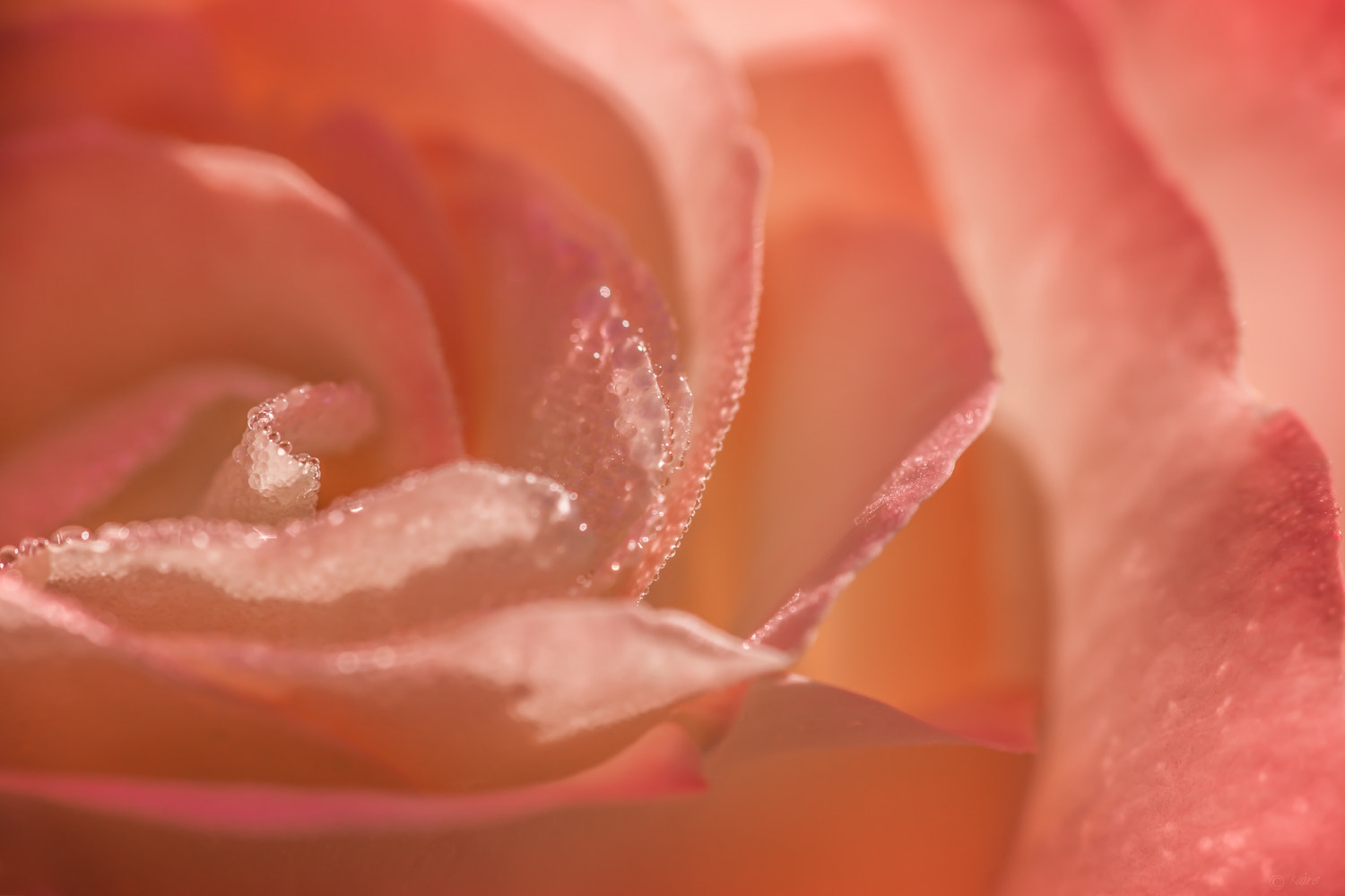 Tamron AF 55-200mm F4-5.6 Di II LD Macro sample photo. Rose photography