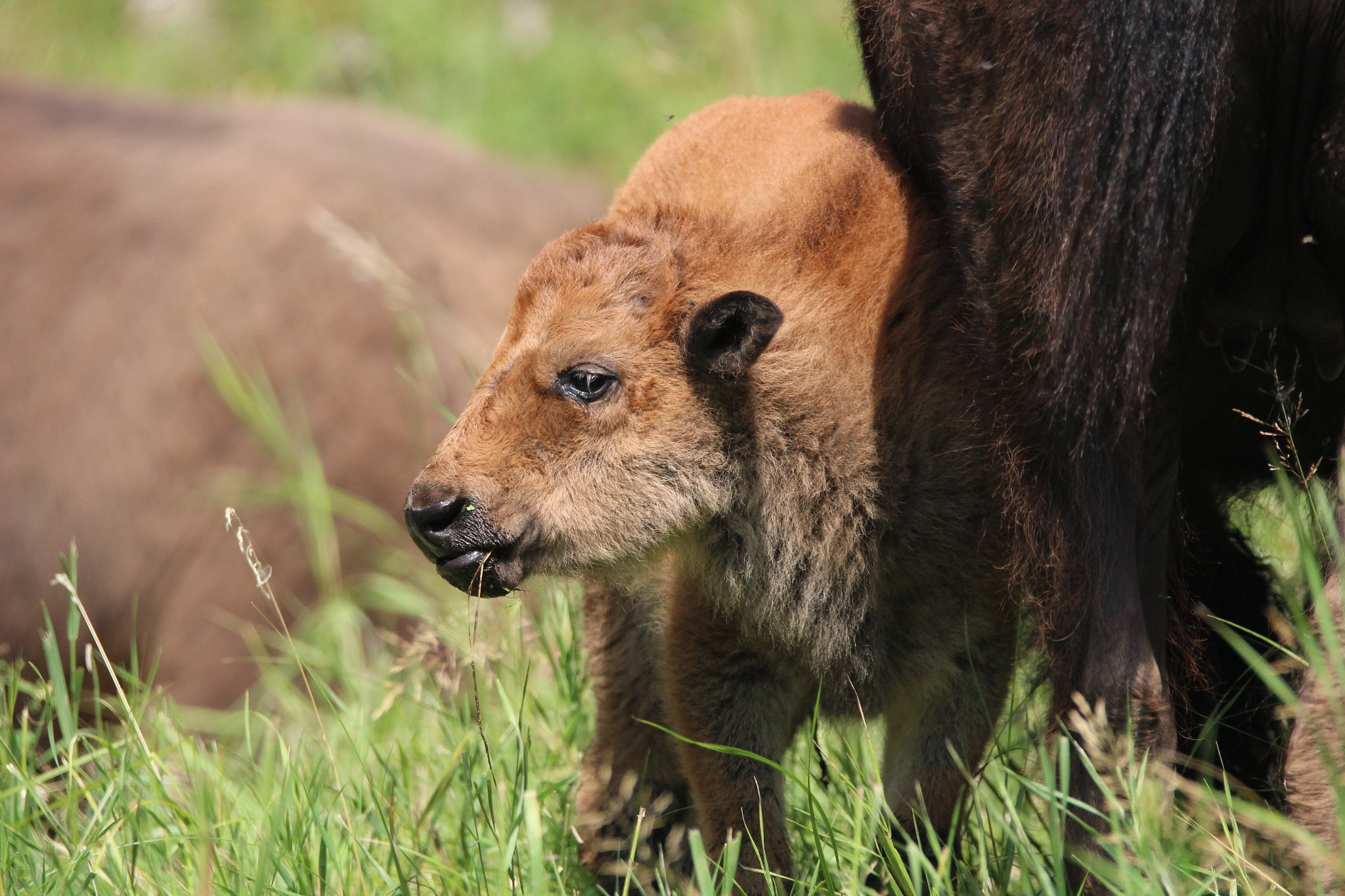 Tamron SP 150-600mm F5-6.3 Di VC USD sample photo. Bison calf photography