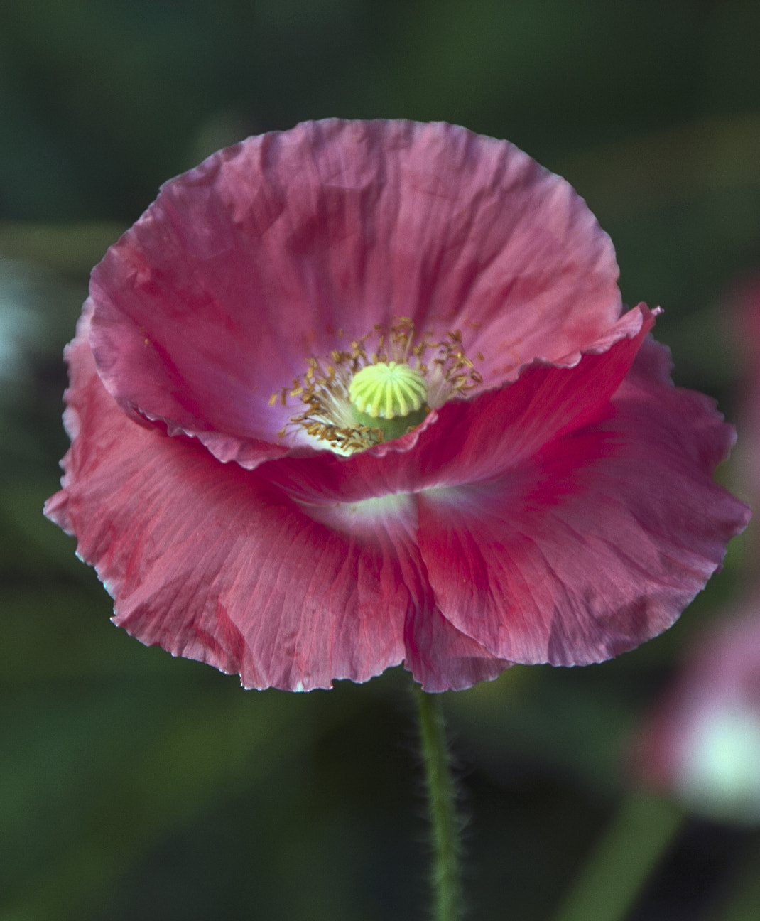 Sigma 18-250mm F3.5-6.3 DC OS HSM sample photo. Img photography