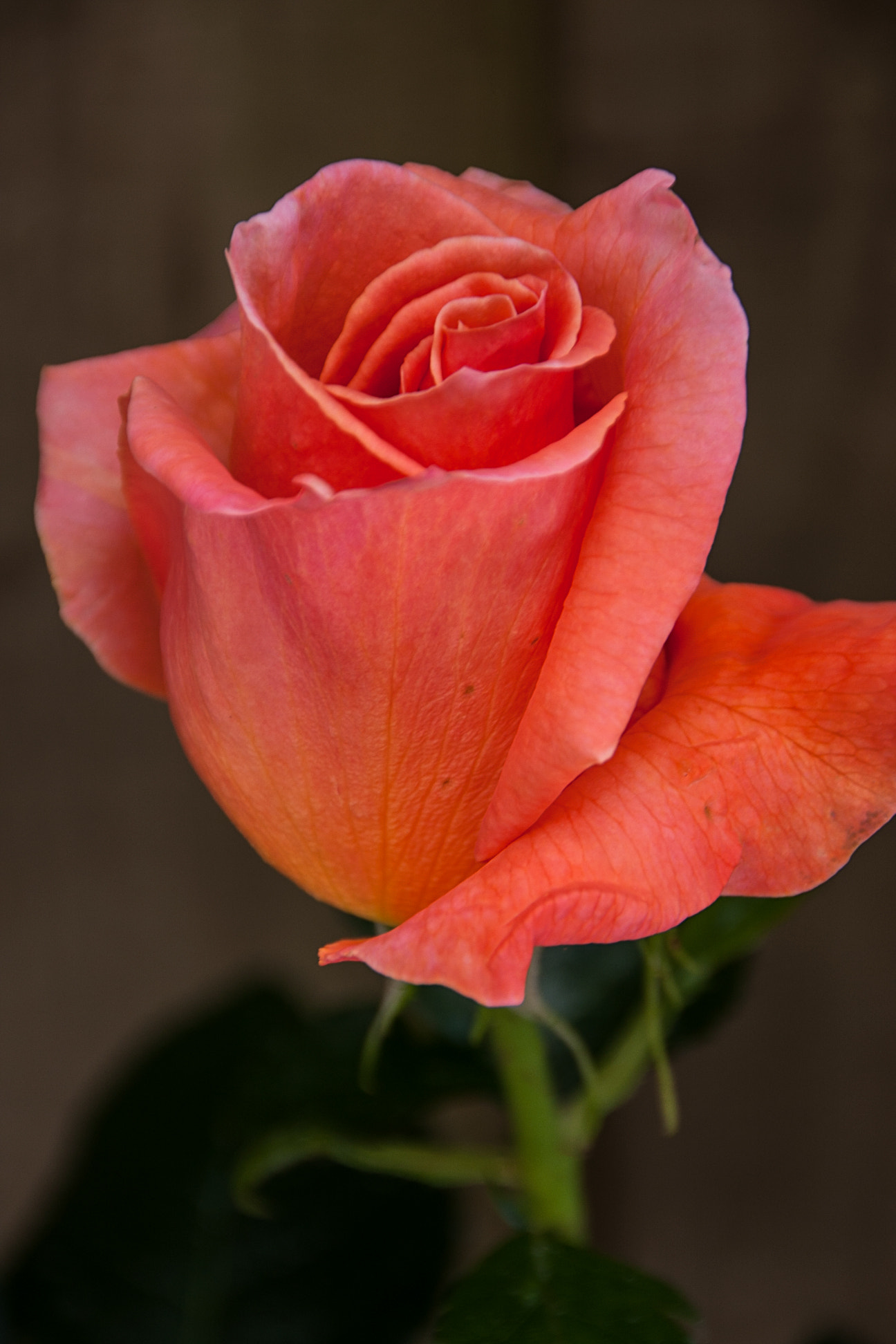 Sigma 18-250mm F3.5-6.3 DC OS HSM sample photo. Rose photography