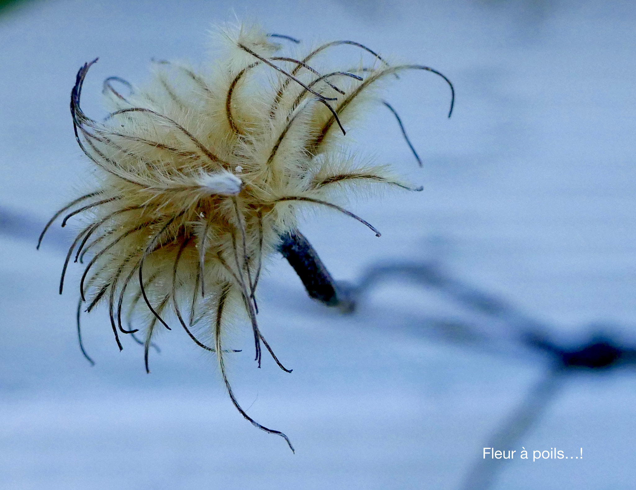 Panasonic Lumix G Macro 30mm F2.8 ASPH Mega OIS sample photo. F l e u r  à  p o i l s. . . photography