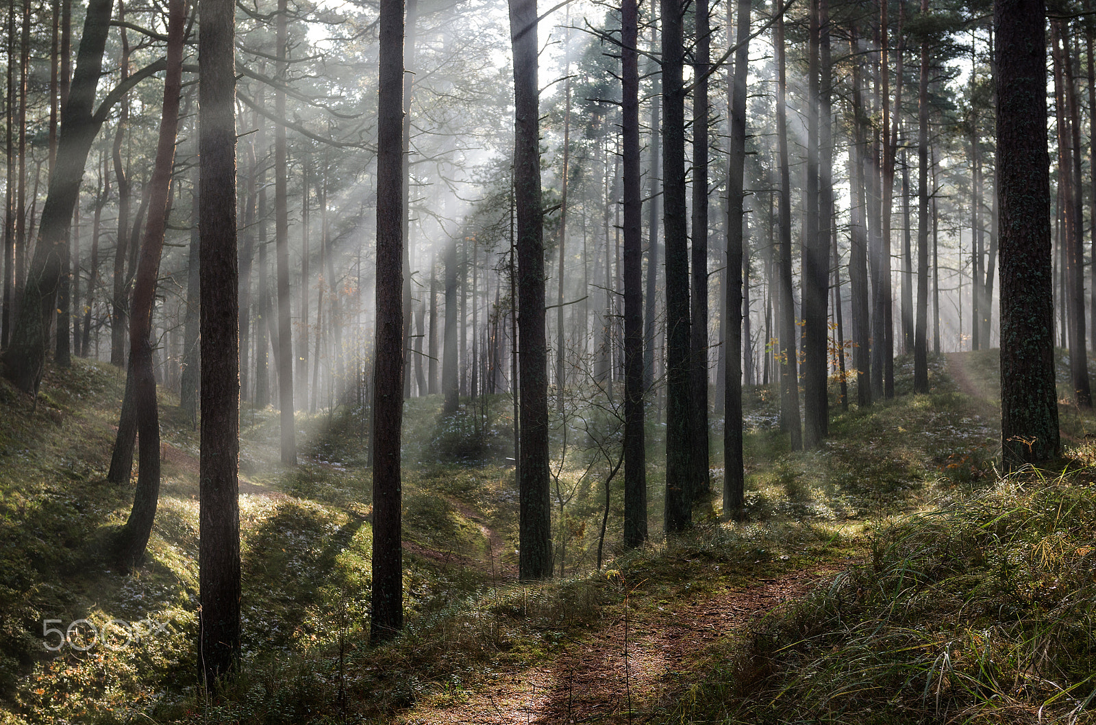 Nikon AF-S Nikkor 24-70mm F2.8G ED sample photo. Tales of an autmn forest 6 photography