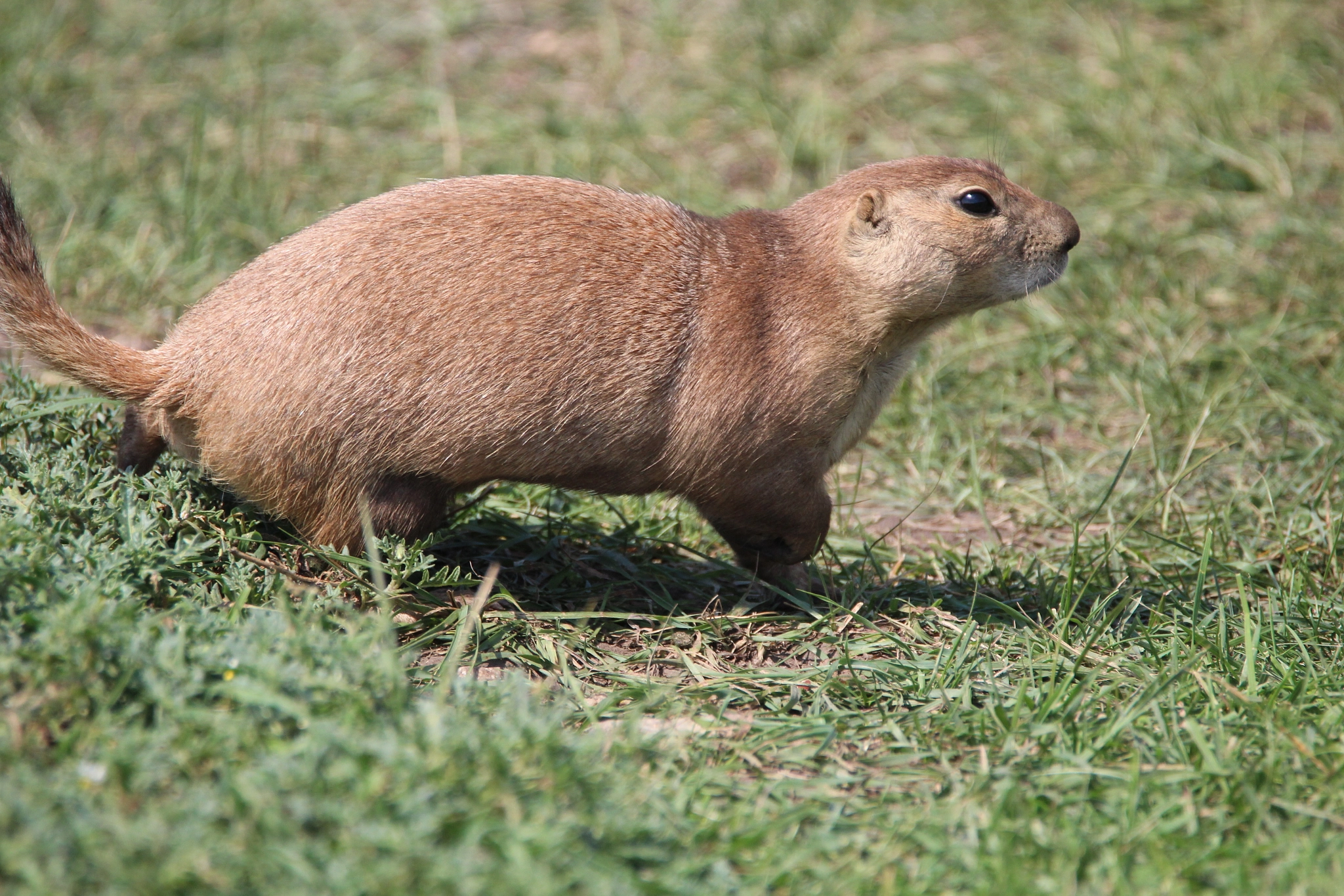 Tamron SP 150-600mm F5-6.3 Di VC USD sample photo. Prairie dog photography