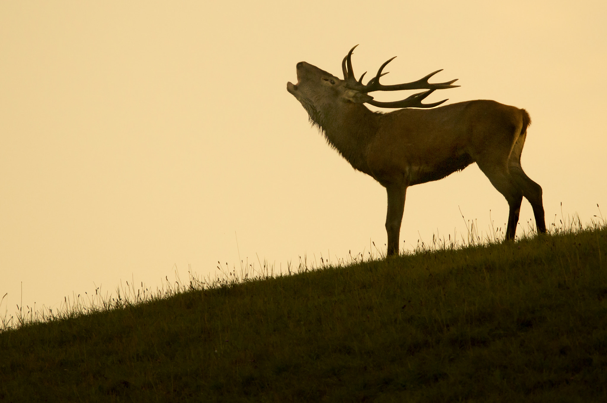 Nikon D800 + Sigma 500mm F4.5 EX DG HSM sample photo. Bramito photography