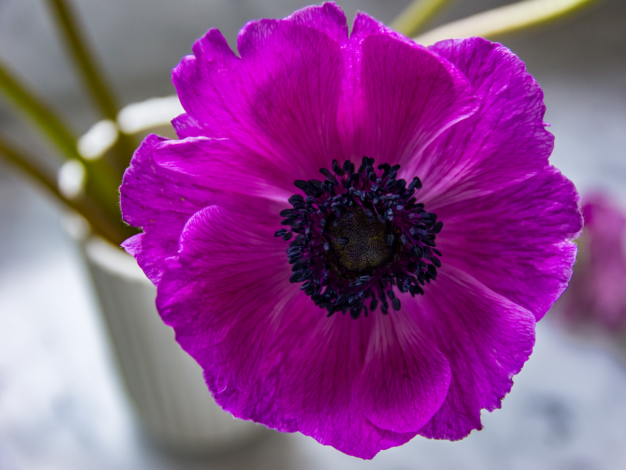 Sony SLT-A55 (SLT-A55V) + Sigma 17-70mm F2.8-4 DC Macro HSM sample photo. Purple flower photography
