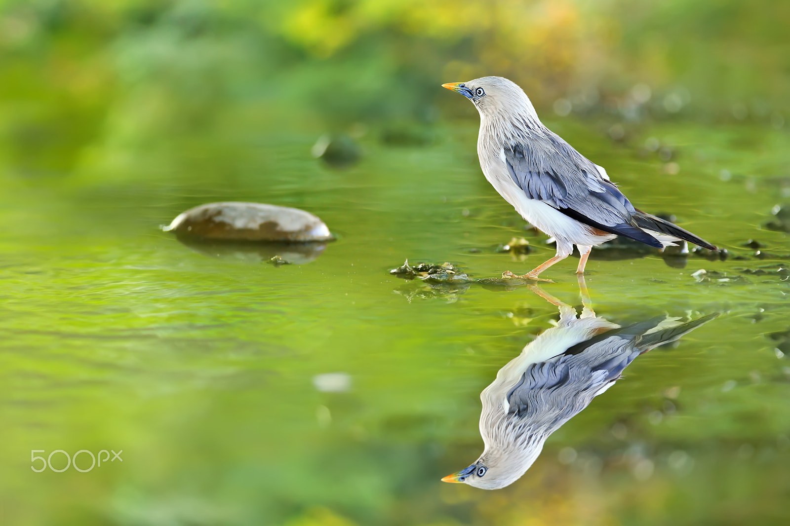 Canon EF 300mm F2.8L IS USM sample photo. Strolling along the shallow water photography