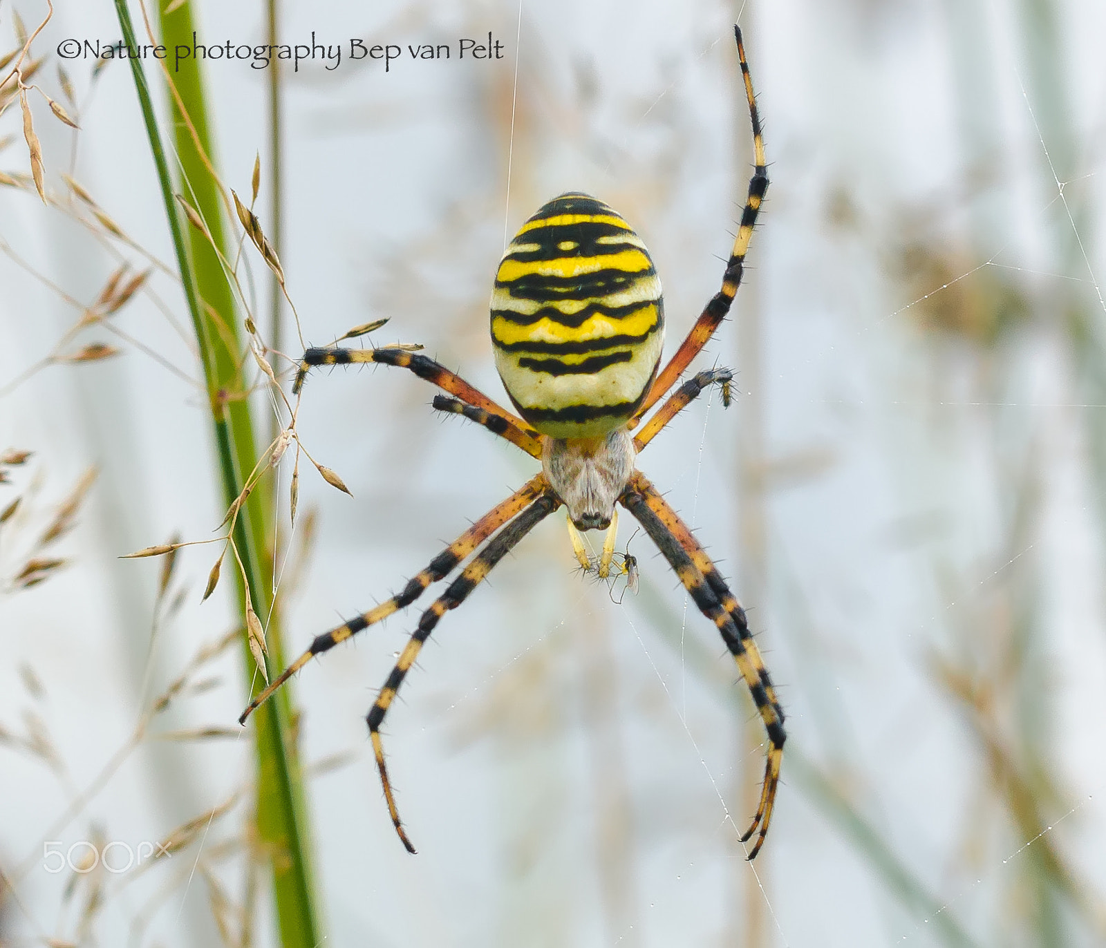 Nikon D7000 + Sigma 50mm F2.8 EX DG Macro sample photo. Wasp spider catches a very small fly photography