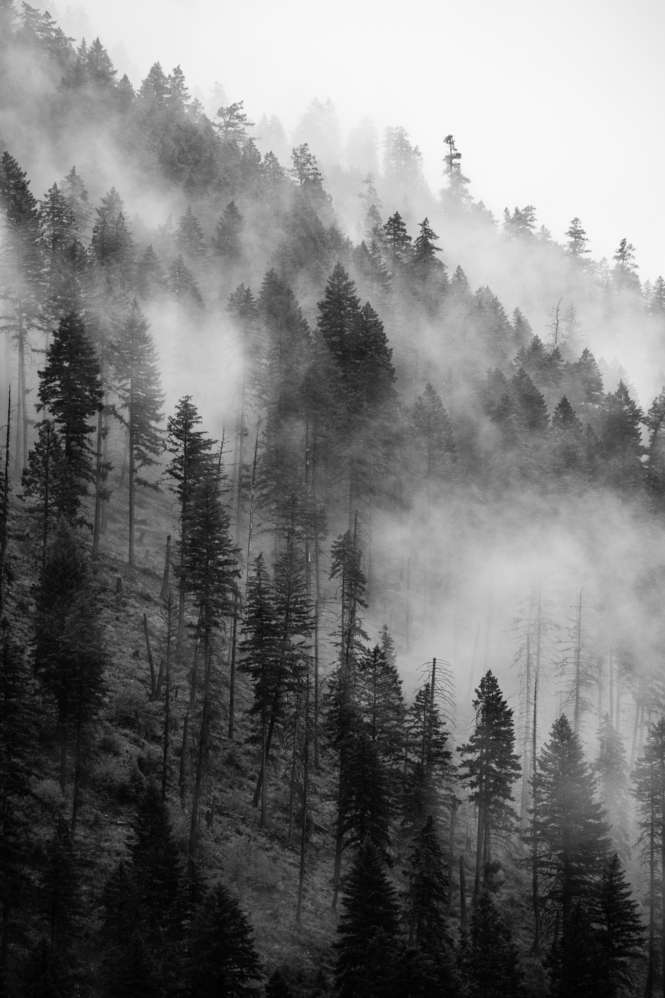 Canon EF 70-200mm F2.8L IS II USM sample photo. Layers of pine photography