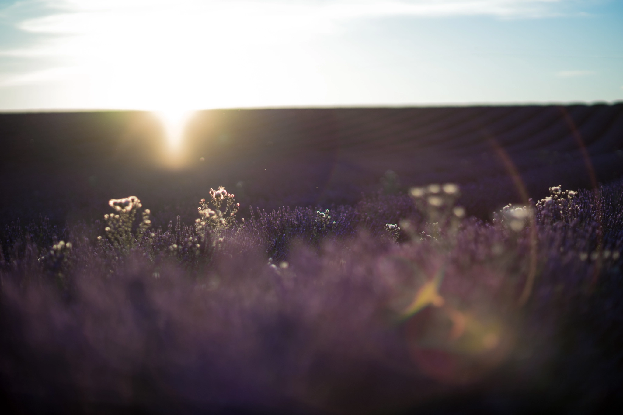 Sony a7 II + Canon EF 85mm F1.2L II USM sample photo. Lavender summer photography
