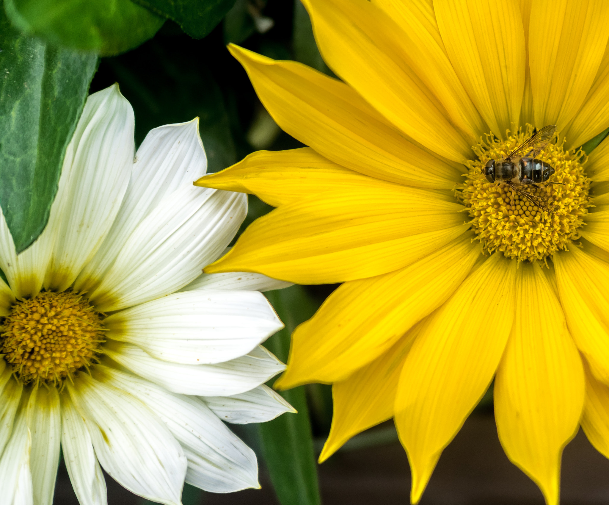 Panasonic Lumix DMC-GM1 + LEICA DG SUMMILUX 15/F1.7 sample photo. Bright clash photography